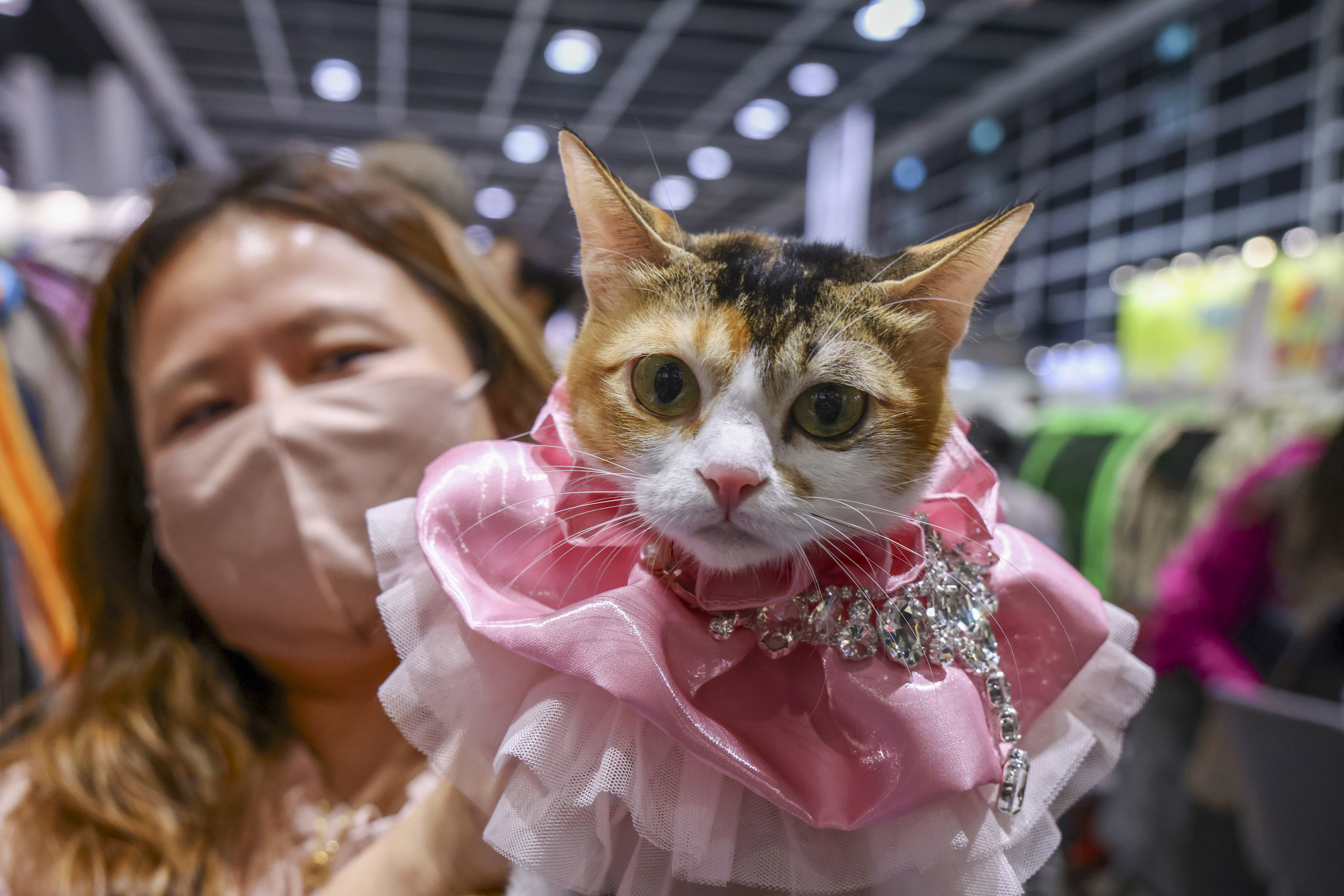 Jennifer Cheung with her prize-winning cat Ho Choi. Photo: Dickson Lee