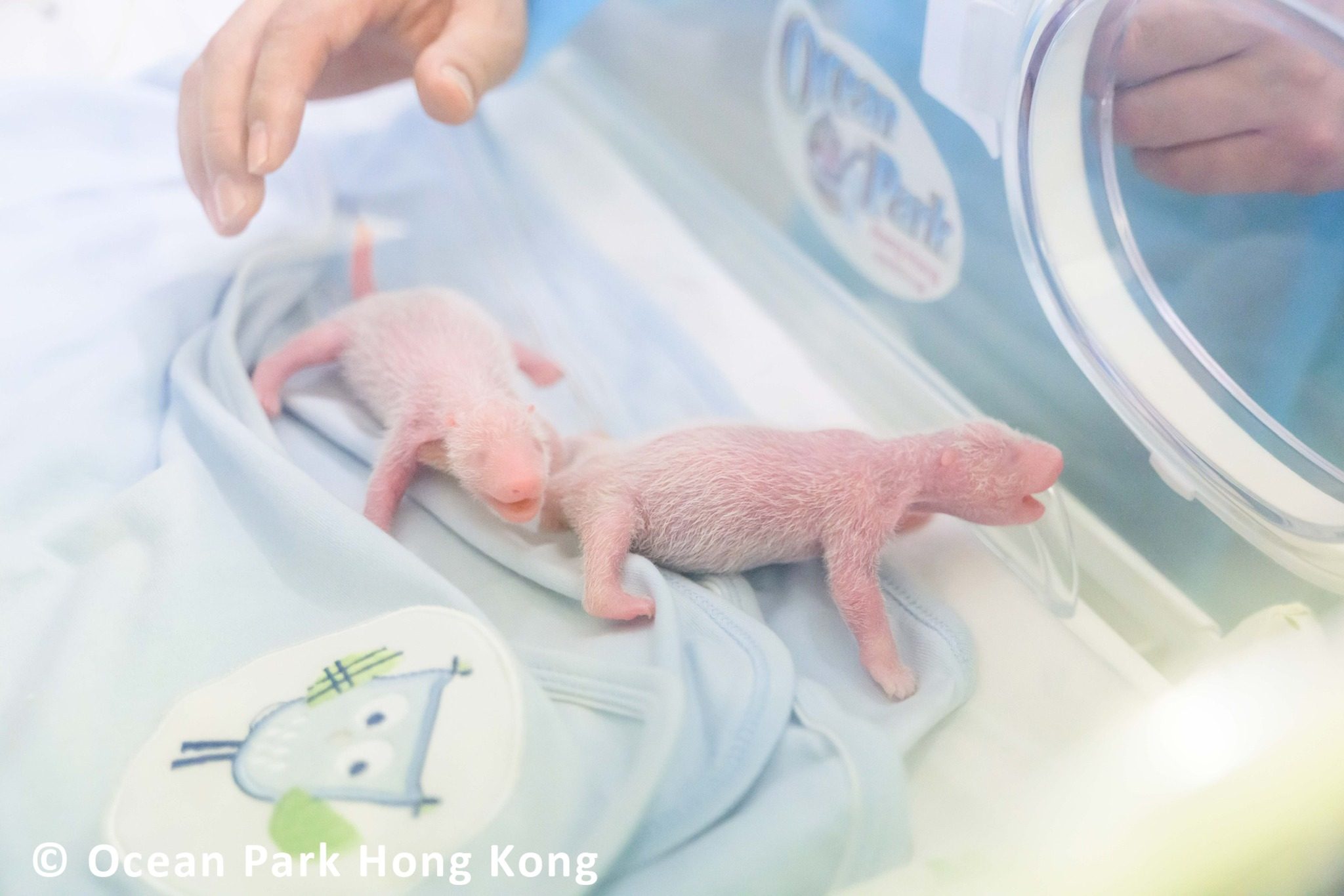 The cubs were born on Thursday at Hong Kong’s Ocean Park. Photo: Handout