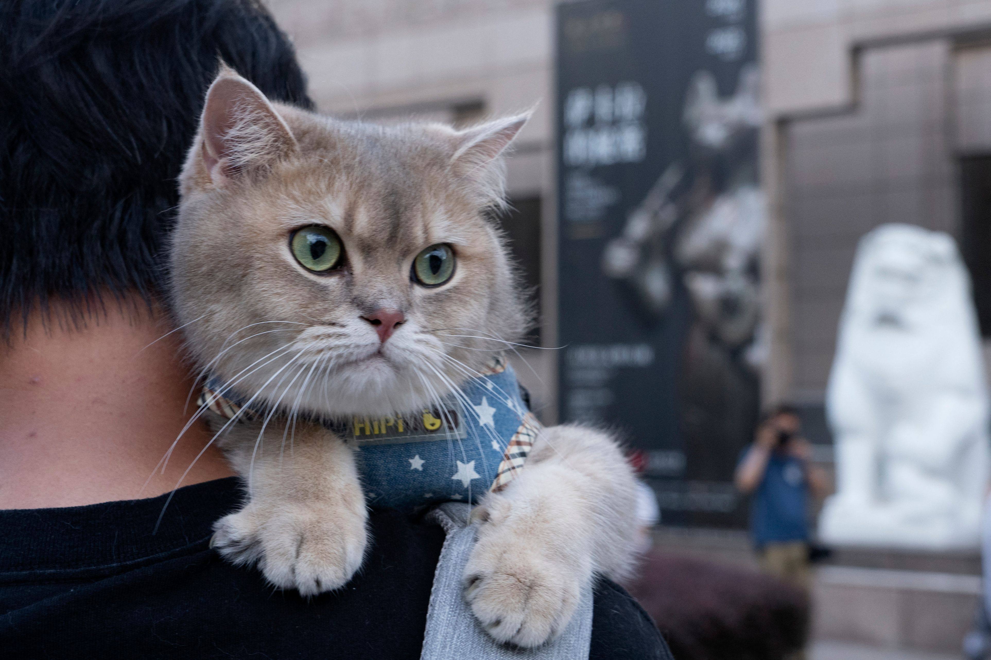 A cat rests on its owners shoulder while attending cat night at the Shanghai Museum in Shanghai on July 27, 2024. The event was part of an ancient Egypt exhibition. Photo: AFP