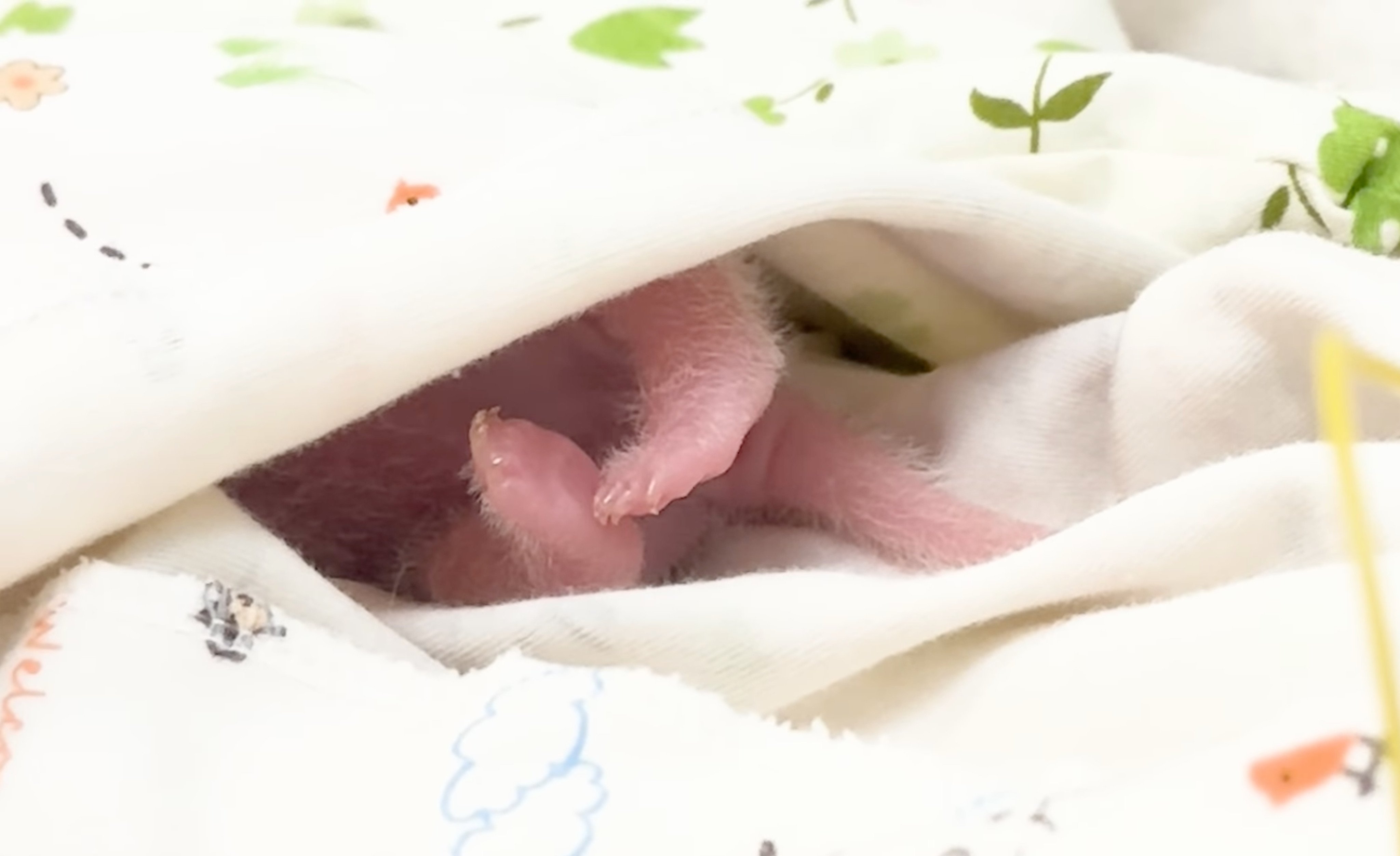 A screengrab of Ocean Park’s latest video to feature one of the panda cubs born earlier this month. Photo: Ocean Park