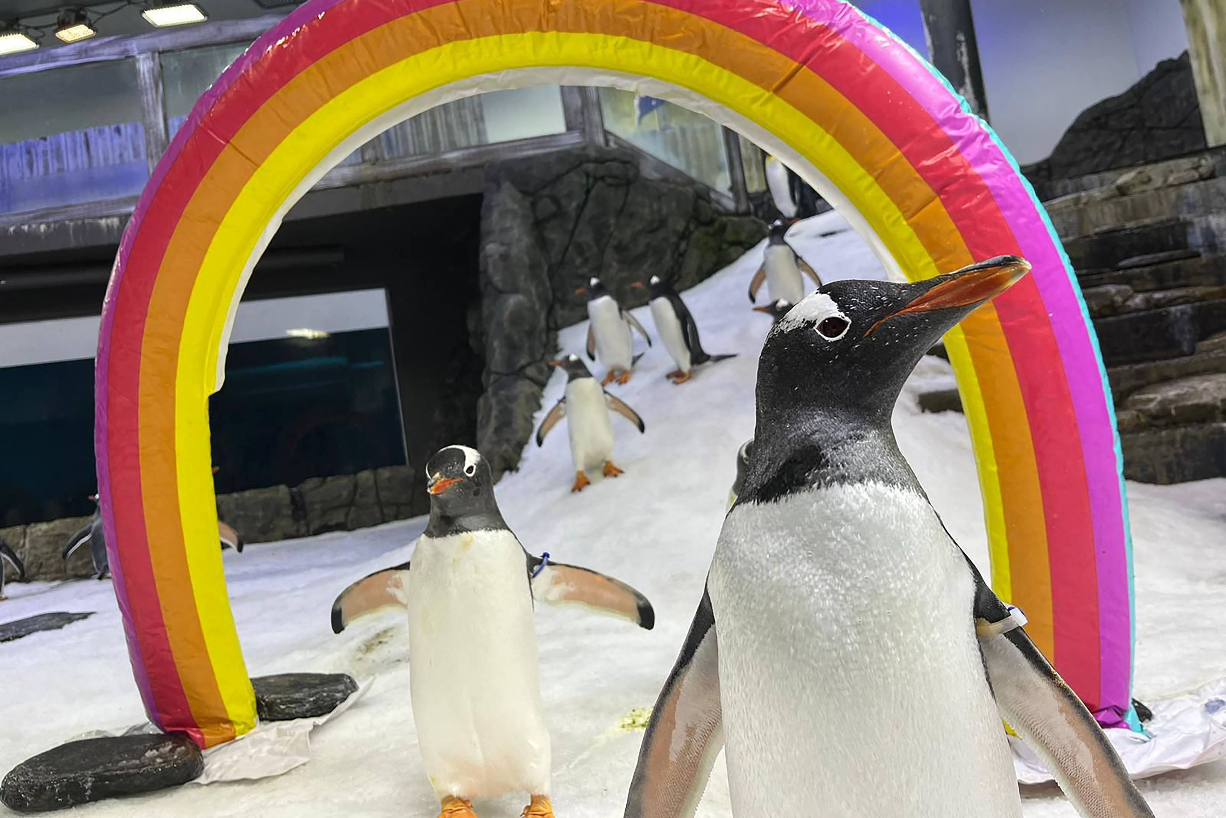 Gentoo penguin Sphen (right) has died at the Sea Life Sydney Aquarium. Photo: AFP/Sea Life Aquarium Sydney