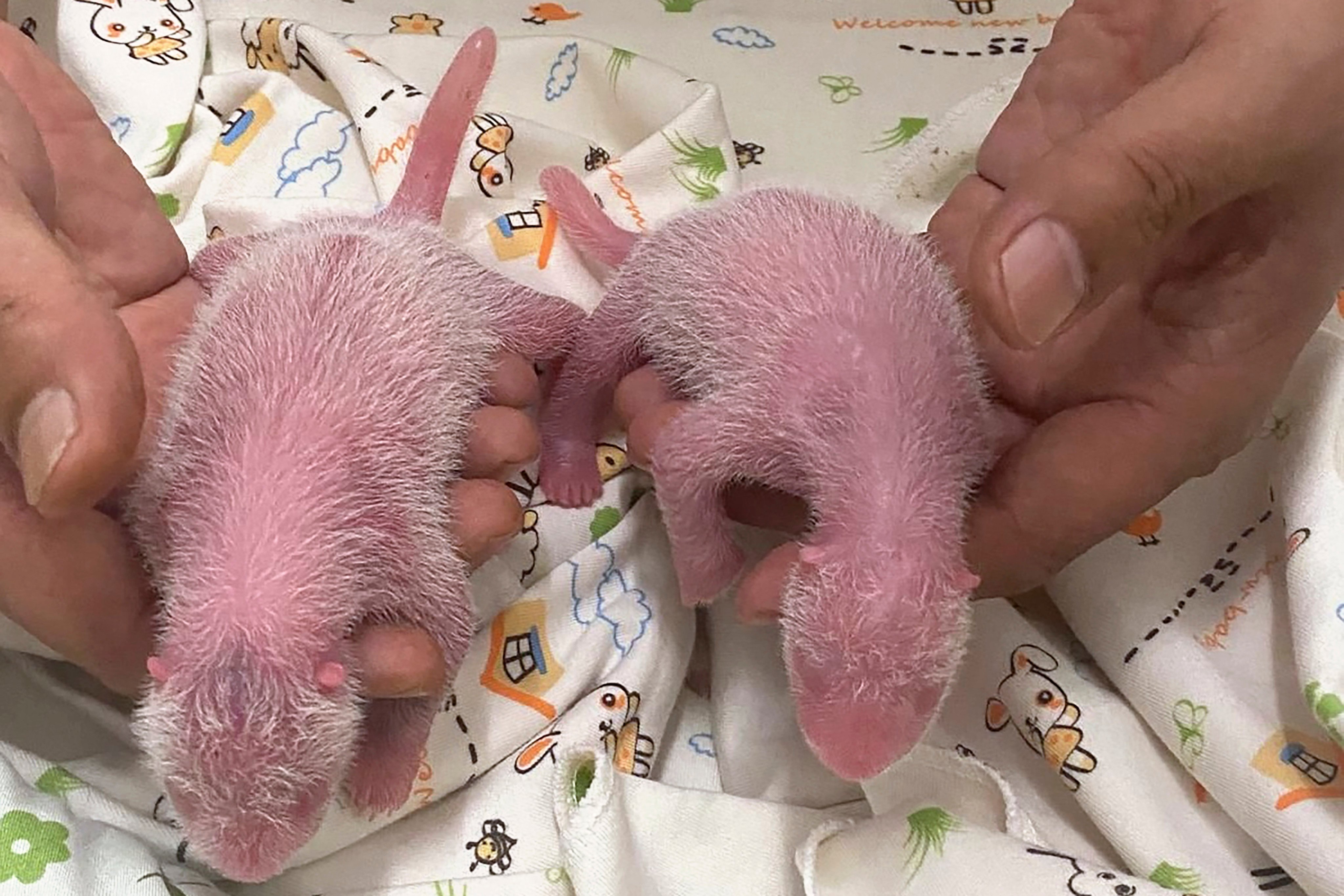 The panda twins are seen at Ocean Park on August 15. The pair, a female and a male, are cubs of Ying Ying and Le Le, pandas given as a gift by the central government to Hong Kong in 2007. Photo: Ocean Park Hong Kong via AP