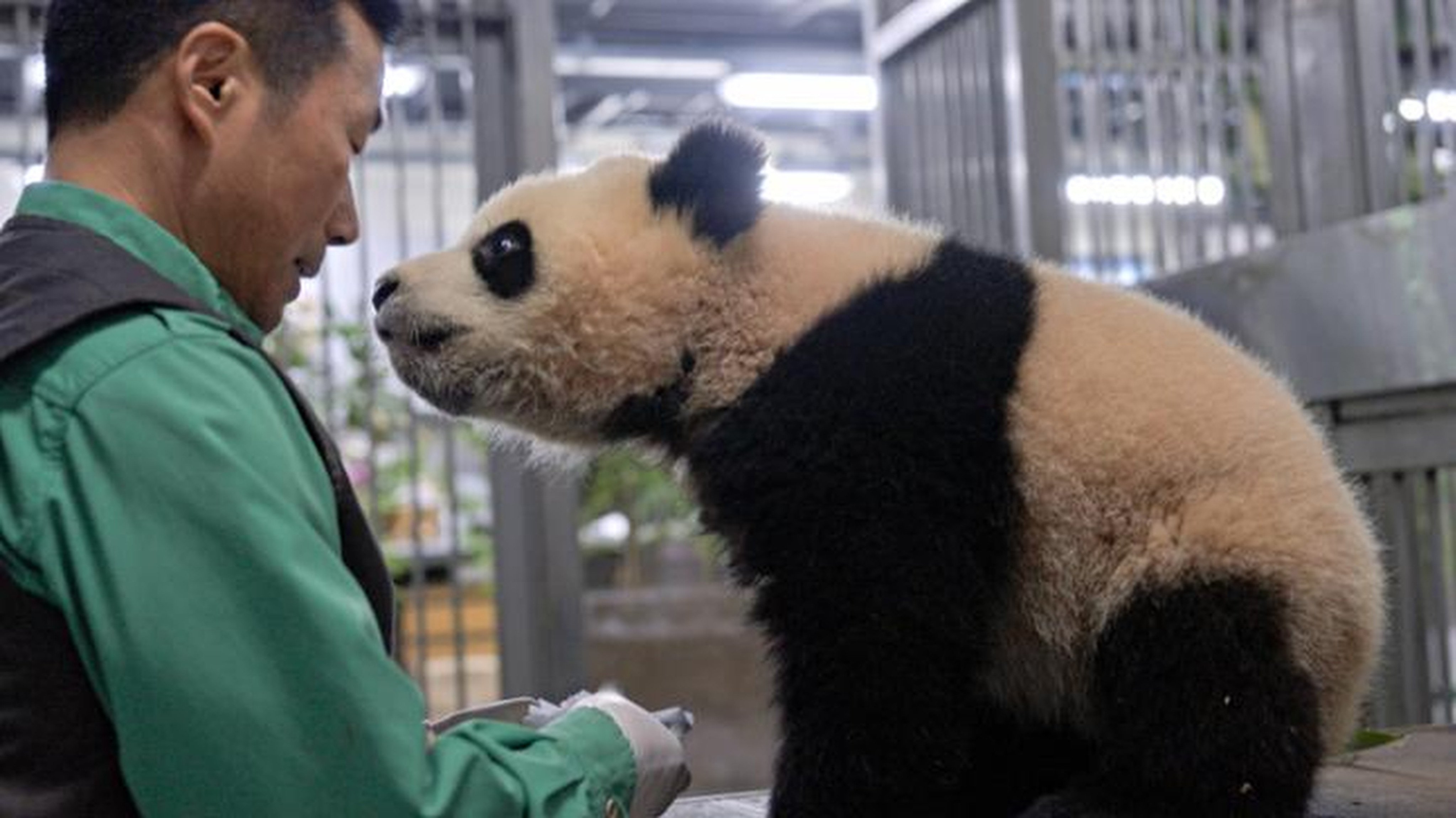 A still from Hello, Grandpa. The documentary traces the journey of Fu Bao, the first giant panda born in South Korea, and her special relationship with the zookeeper who raised her, ahead of her relocation to China. Photo: Acomz