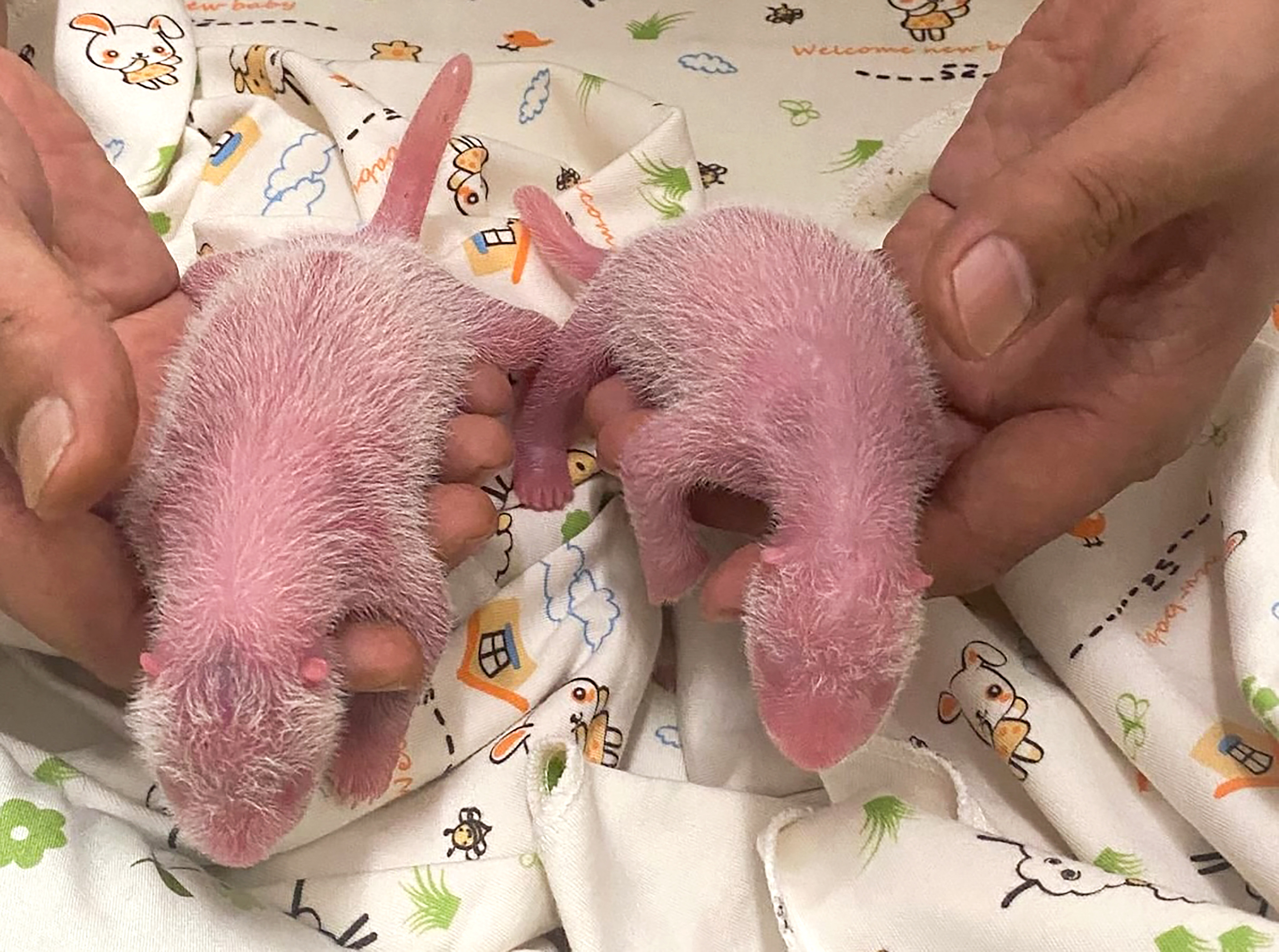 Hong Kong’s baby panda twins mark their one-week birthday. Photo: Ocean Park