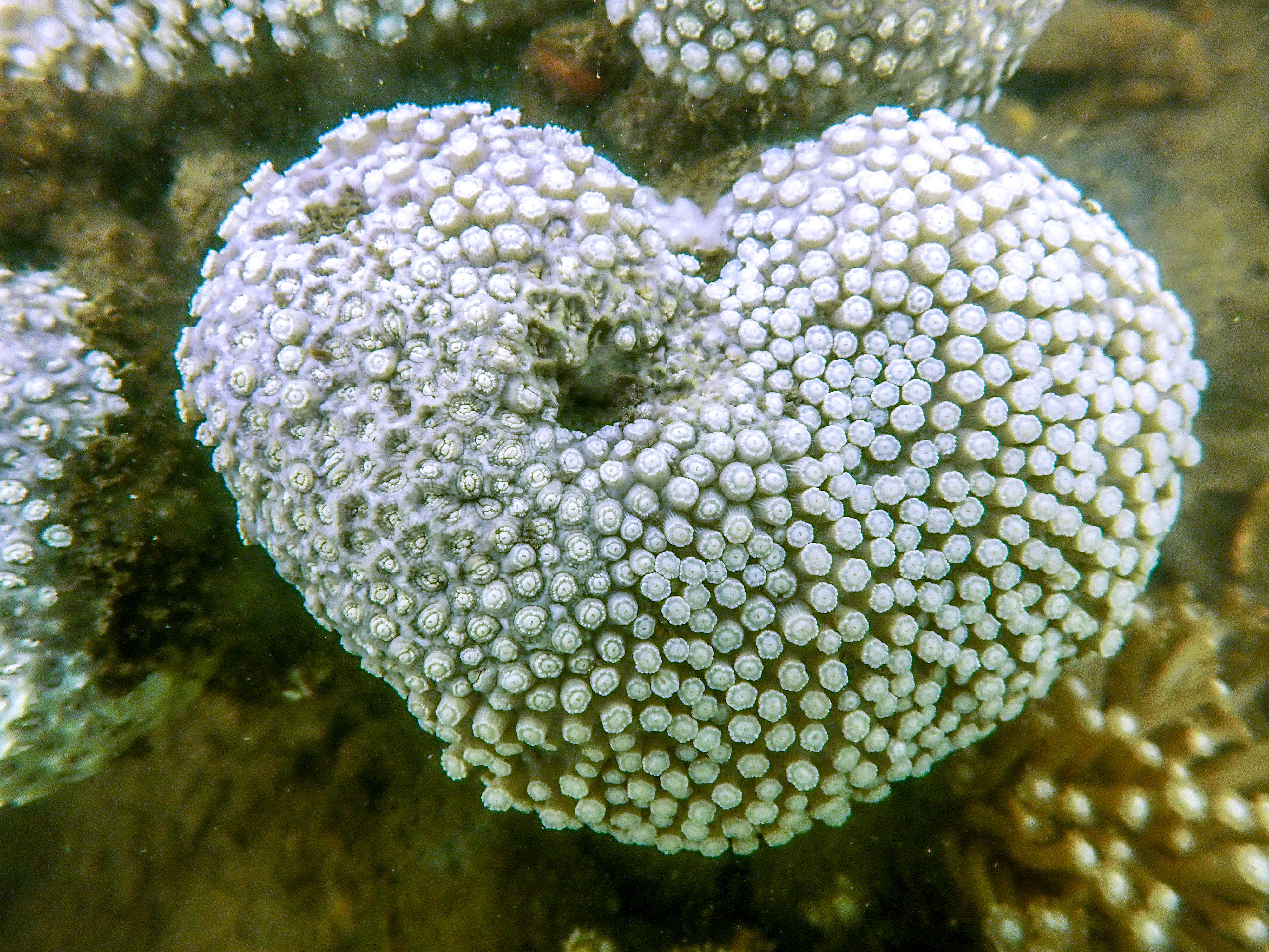 International conservation group WWF Hong Kong discovered more than half of the corals had bleached at a site in Hoi Ha Wan Marine Park. Photo: WWF