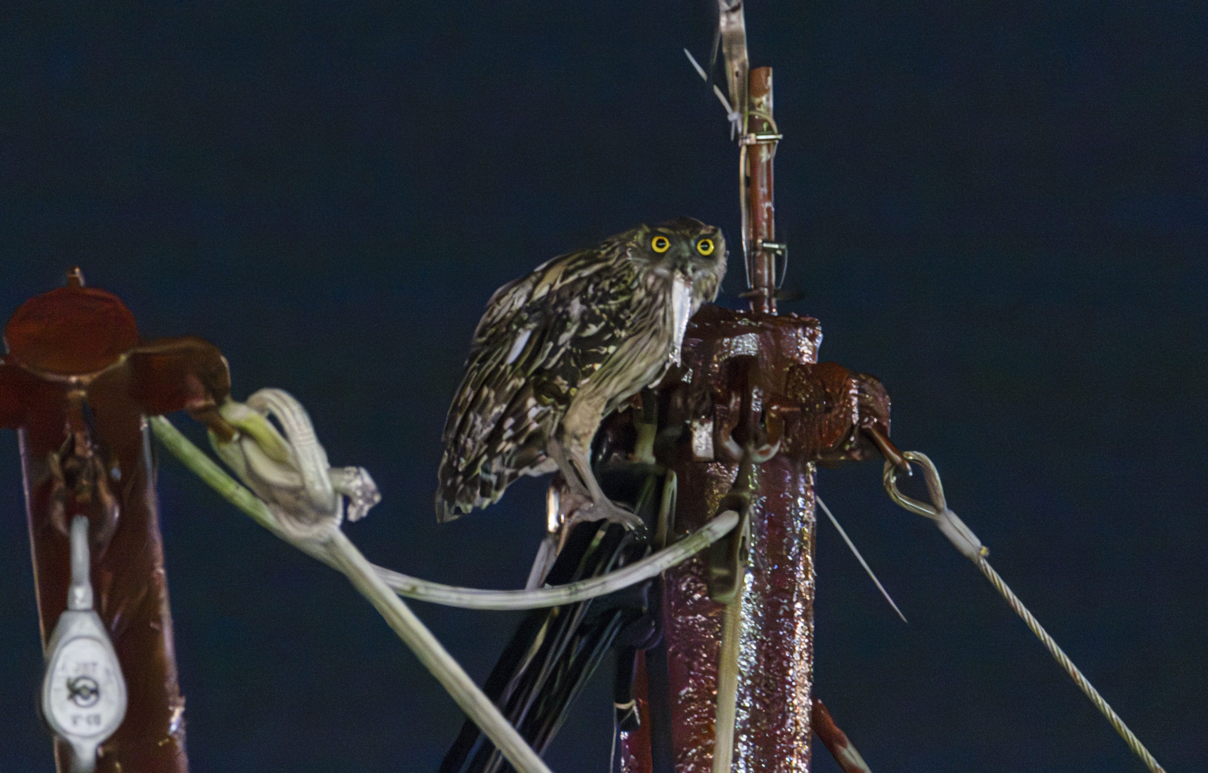 Brown fish owls on Cheung Chau have become a draw for tourists and local birdwatchers. Photo: James Modesto