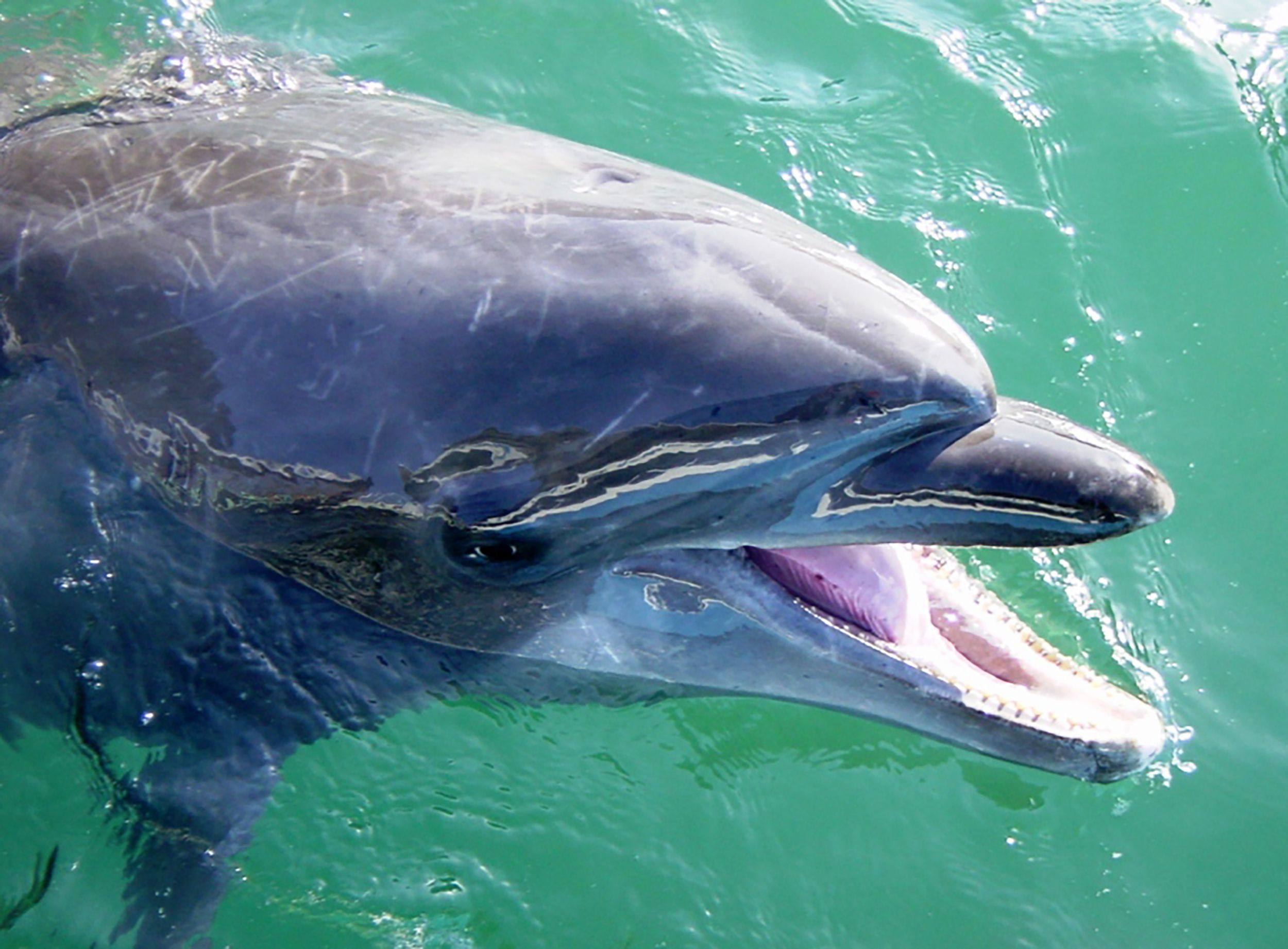 A female bottlenose dolphin at the Shimoda Aquarium in Shizuoka Prefecture in 2017. Photo: AFP