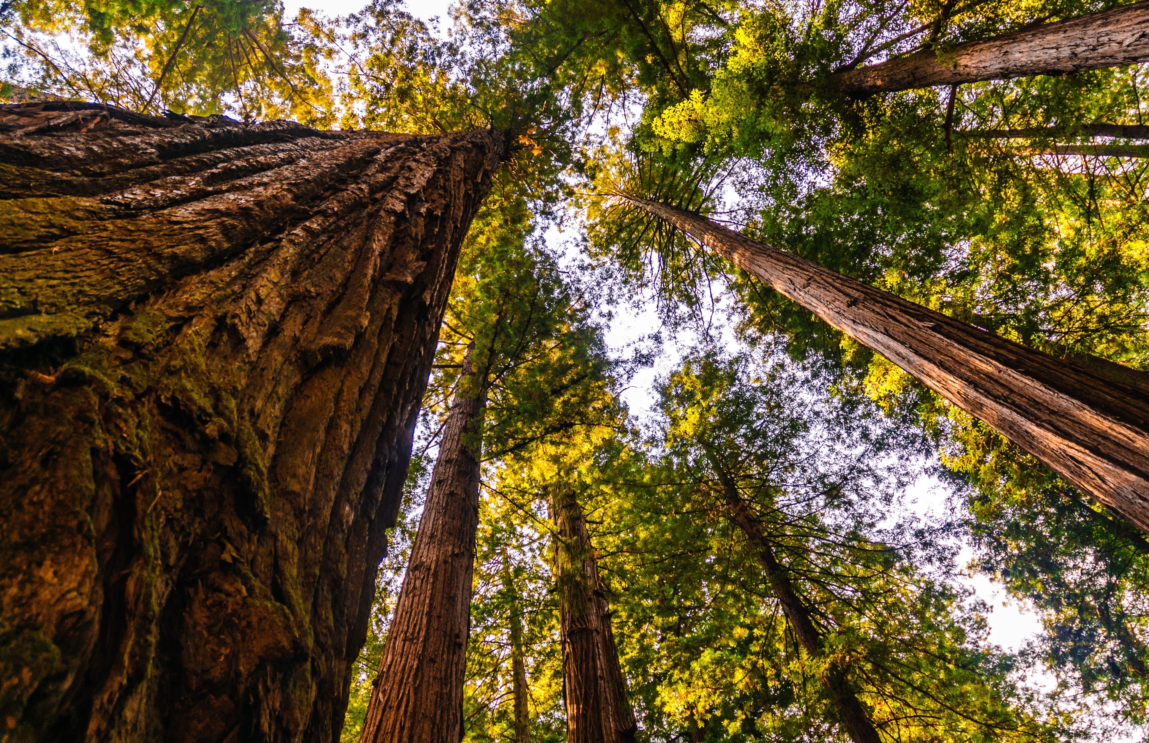 Sequoia trees in Calaveras Big Trees State Park, California, US. Photo: Shutterstock Images