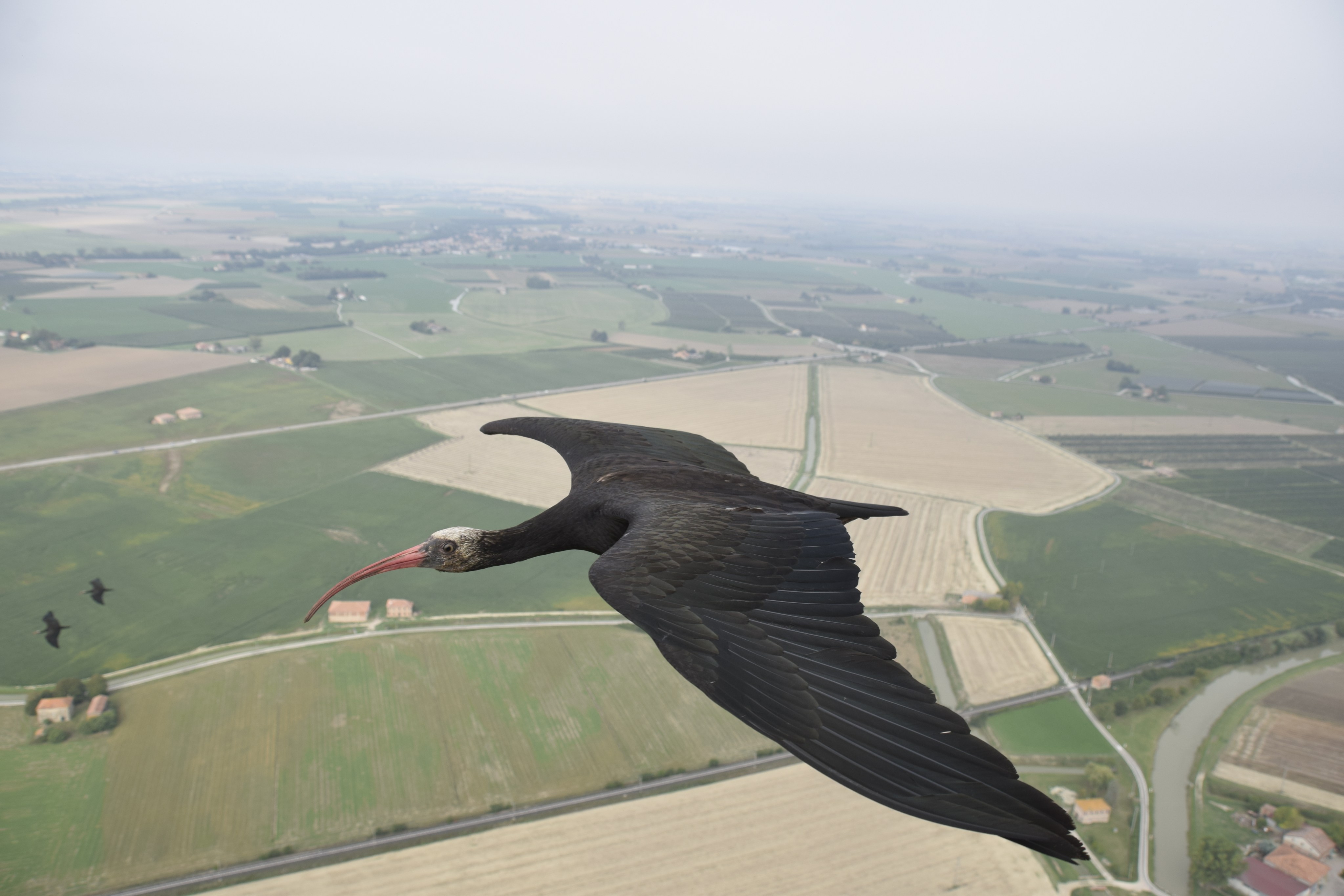 A northern bald ibis in flight from Austria to Italy in 2022. Photo: Waldrappteam Conservation & Research via AP