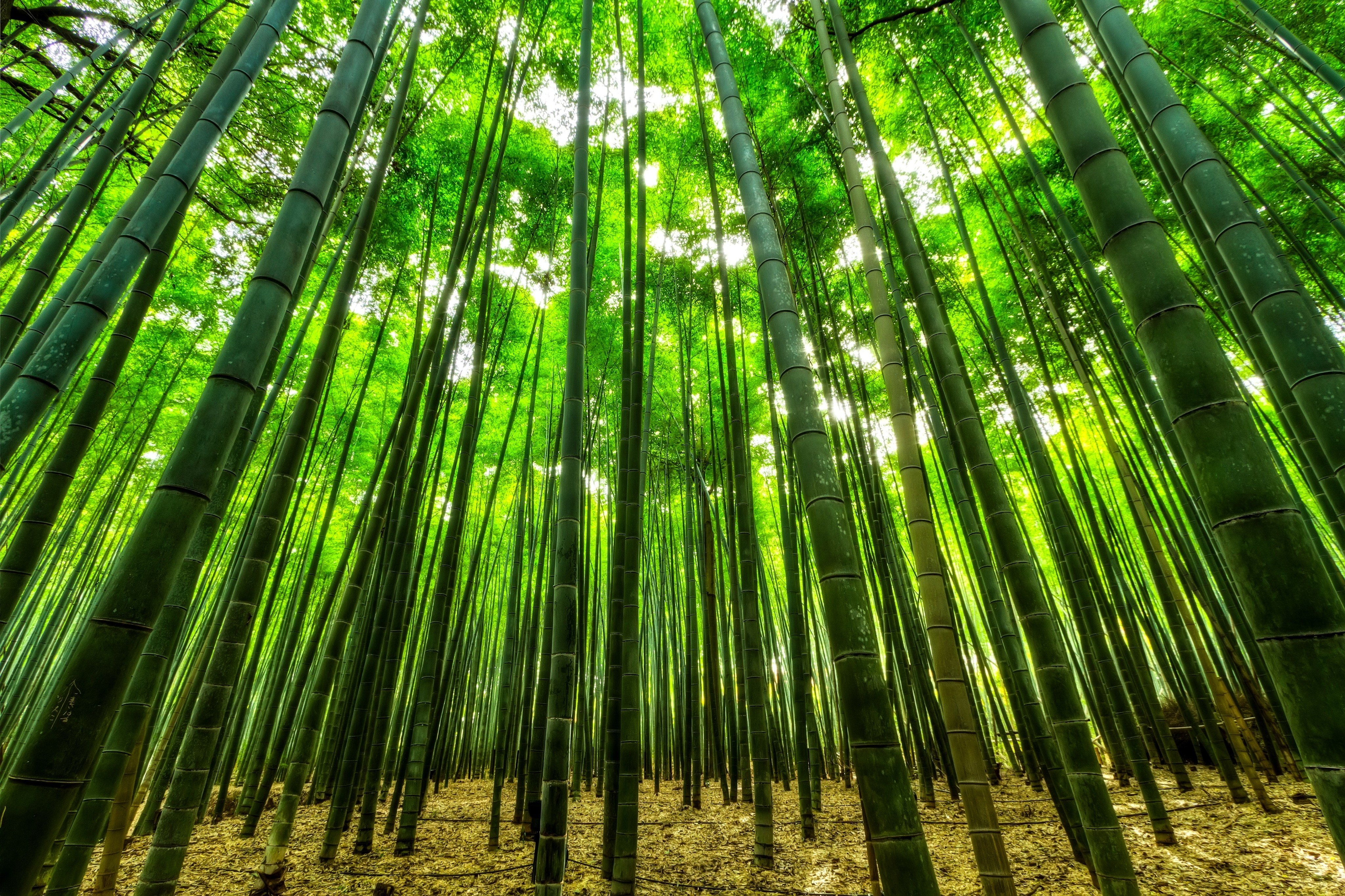 China seeks ways to capitalise on the rapid growth and biodegradability of bamboo and its potential as a substitute for petroleum-based products. Photo: Shutterstock Images