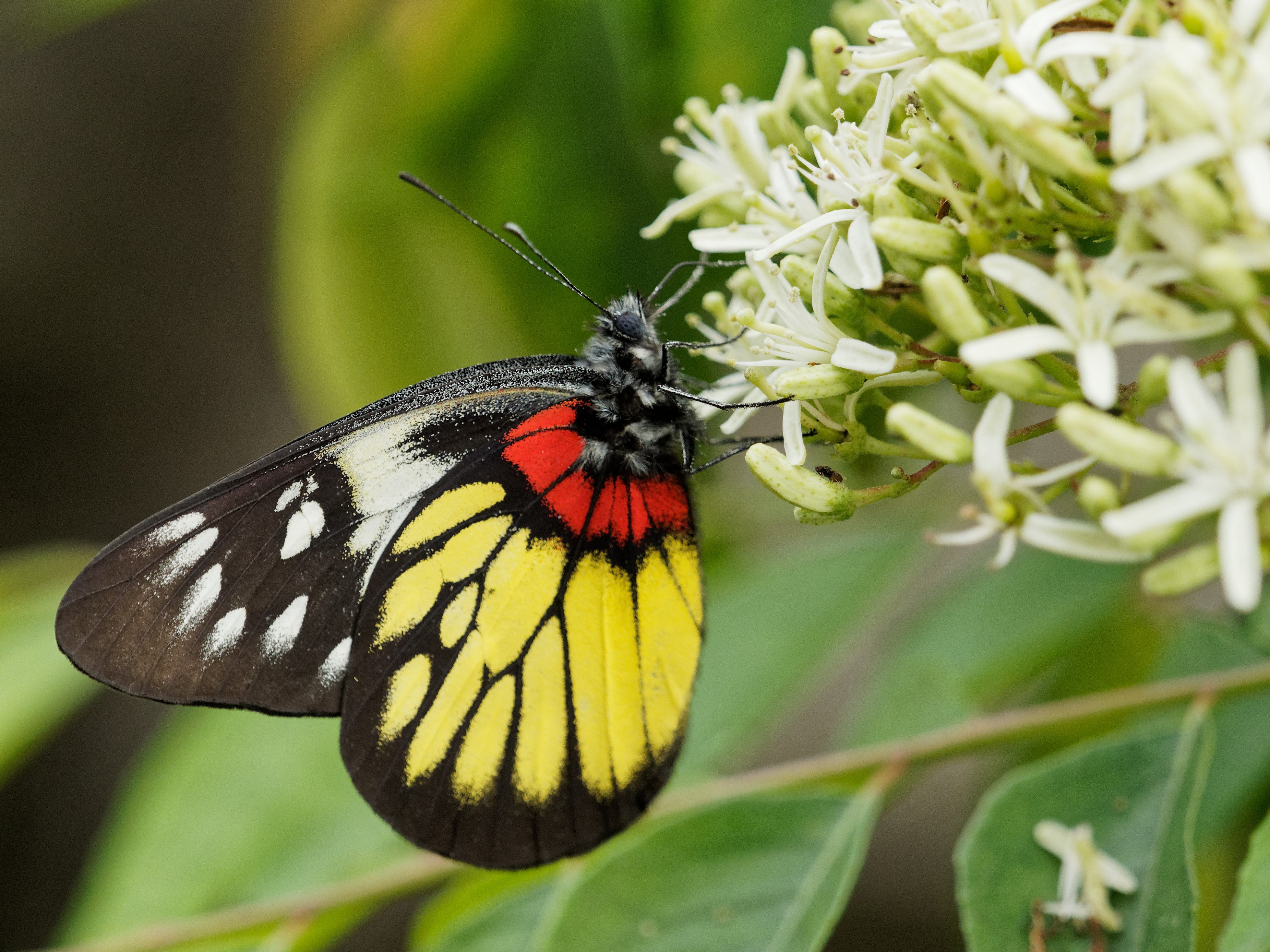 A red-base jezebel butterfly rests on a plant. A 2019 study that analysed 73 historical reports on insect population trends concluded that 40 per cent of insects were threatened with extinction. Photo: Martin Williams 