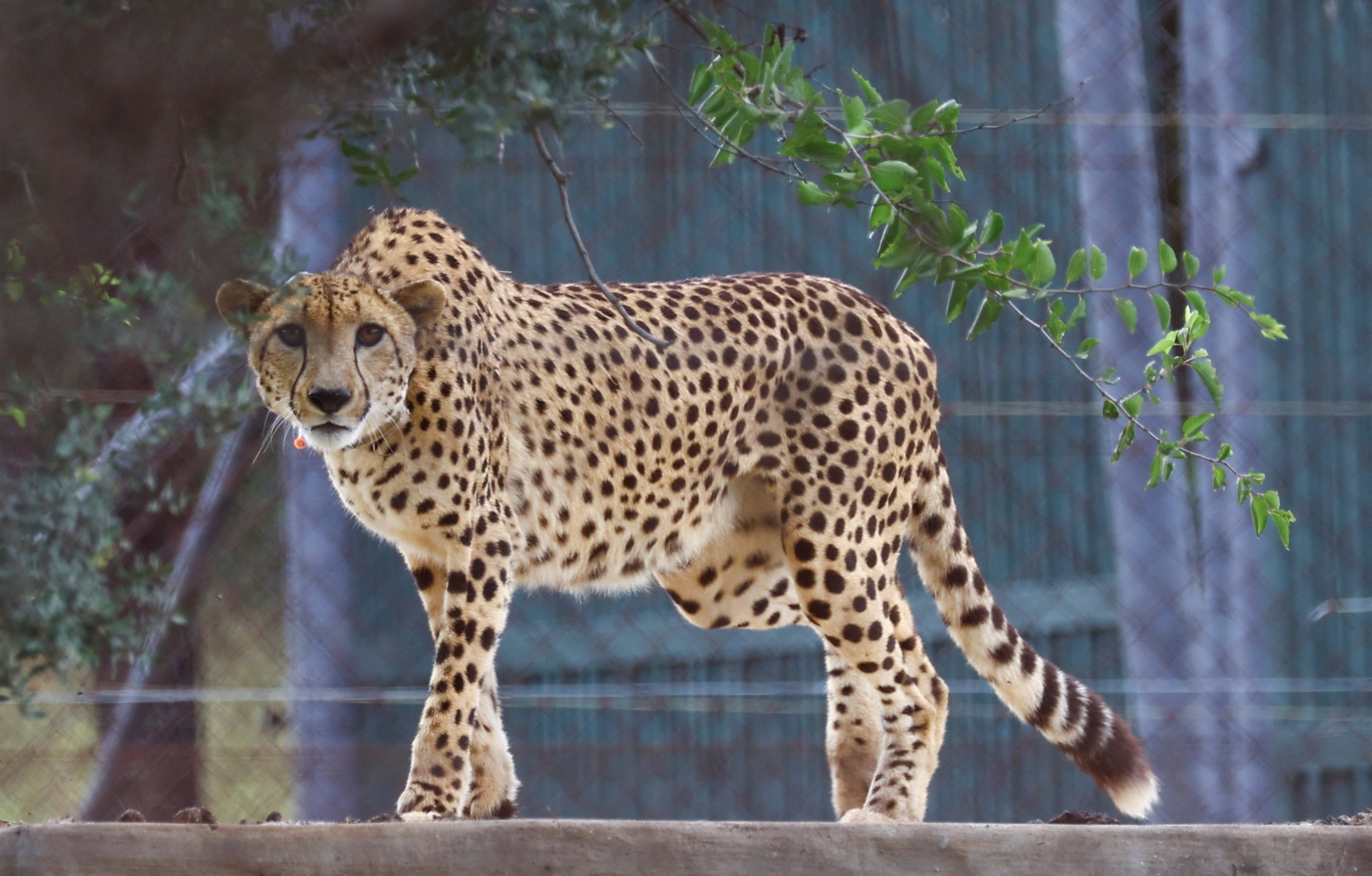 India’s cheetah reintroduction project, a flagship initiative for Prime Minister Modi, faces a potential collapse after the death of its only wild-roaming cheetah. Photo: Reuters