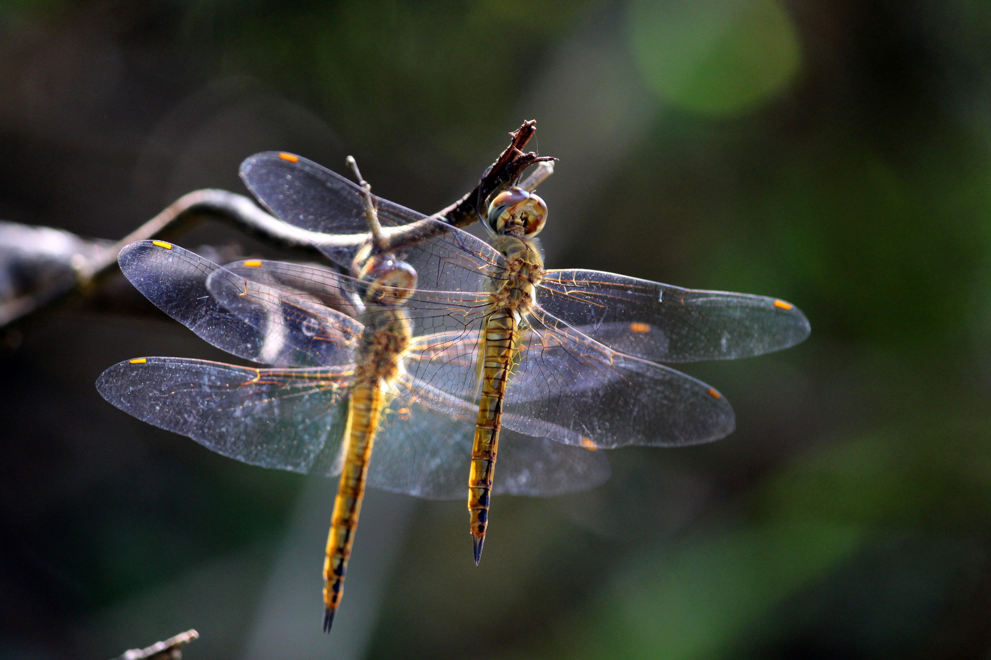 Wandering glider (Pantala flavenscens) is a medium sized dragonfly. They roost in huge numbers while migrating in monsoon winds. Shutterstock