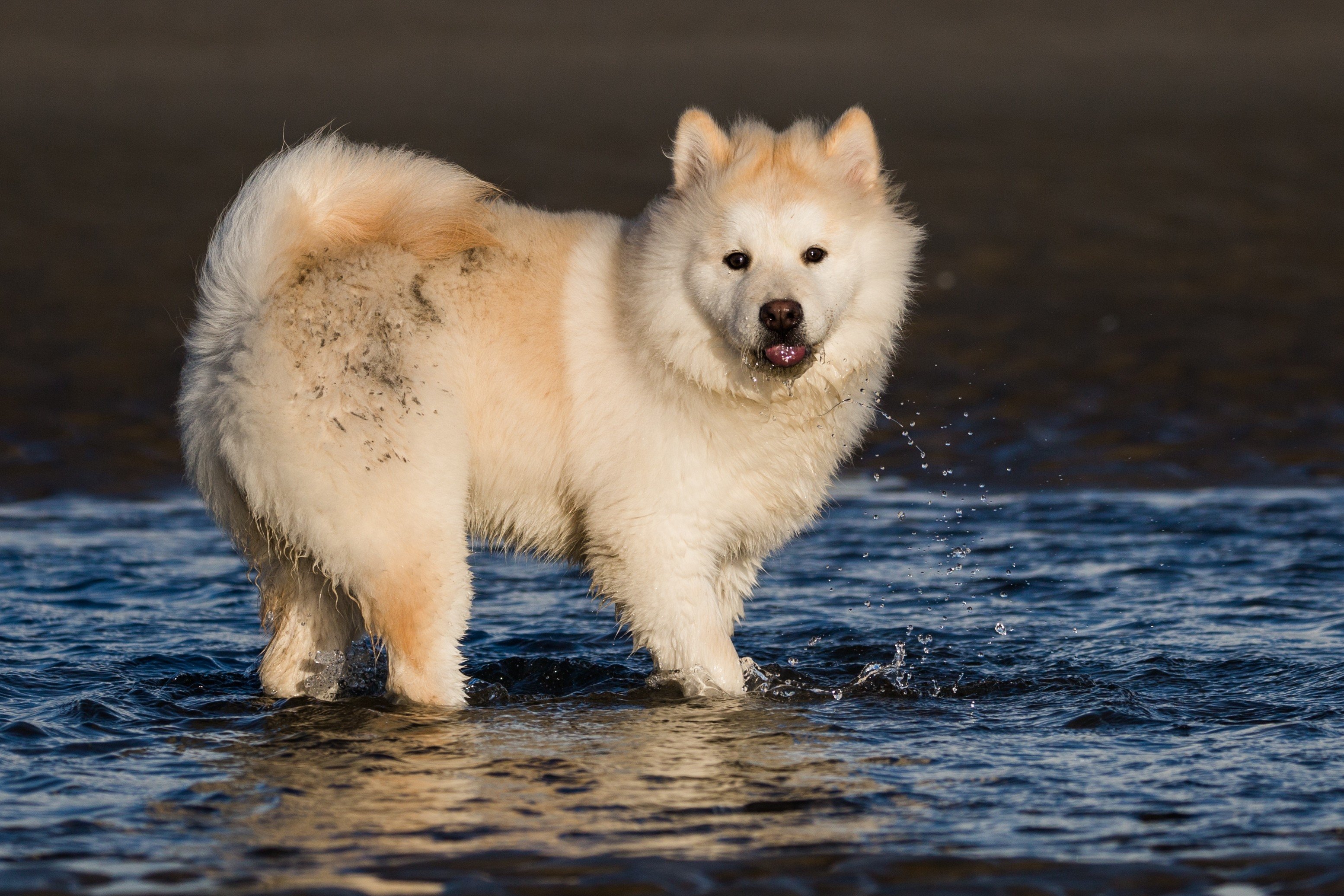 Eating a white-haired dog’s head was said to ensure an easy birth in Chinese lore. Photo: Shutterstock