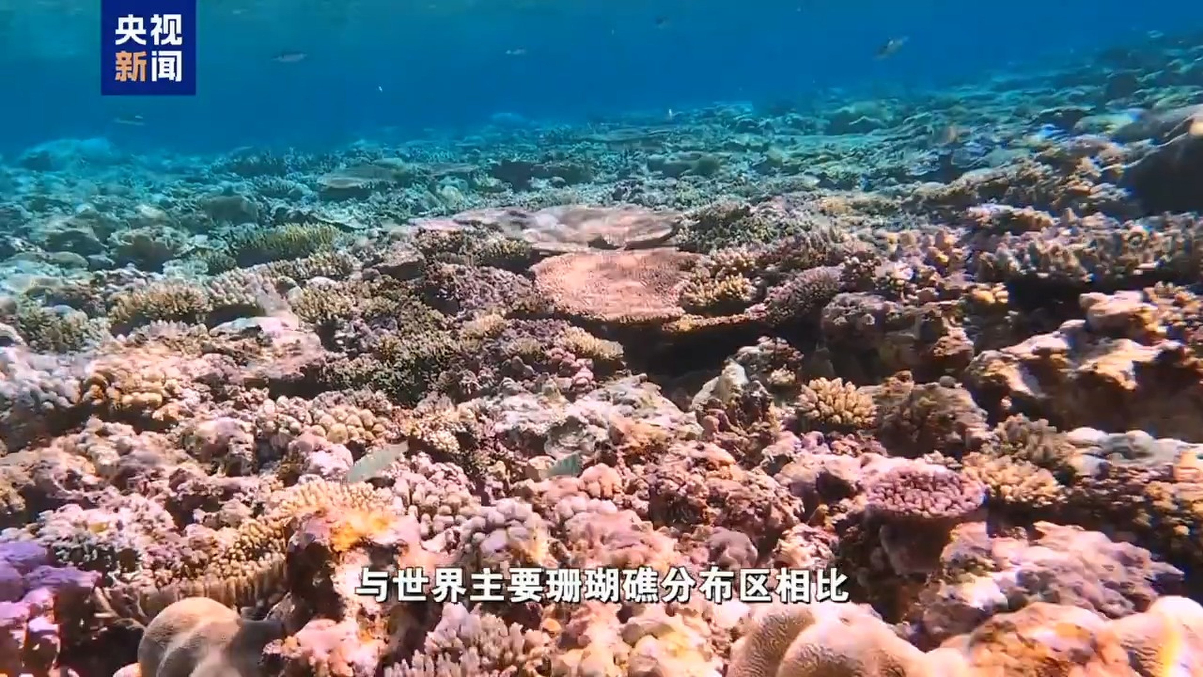 A Chinese government report said the reef remained healthy. Photo: CCTV