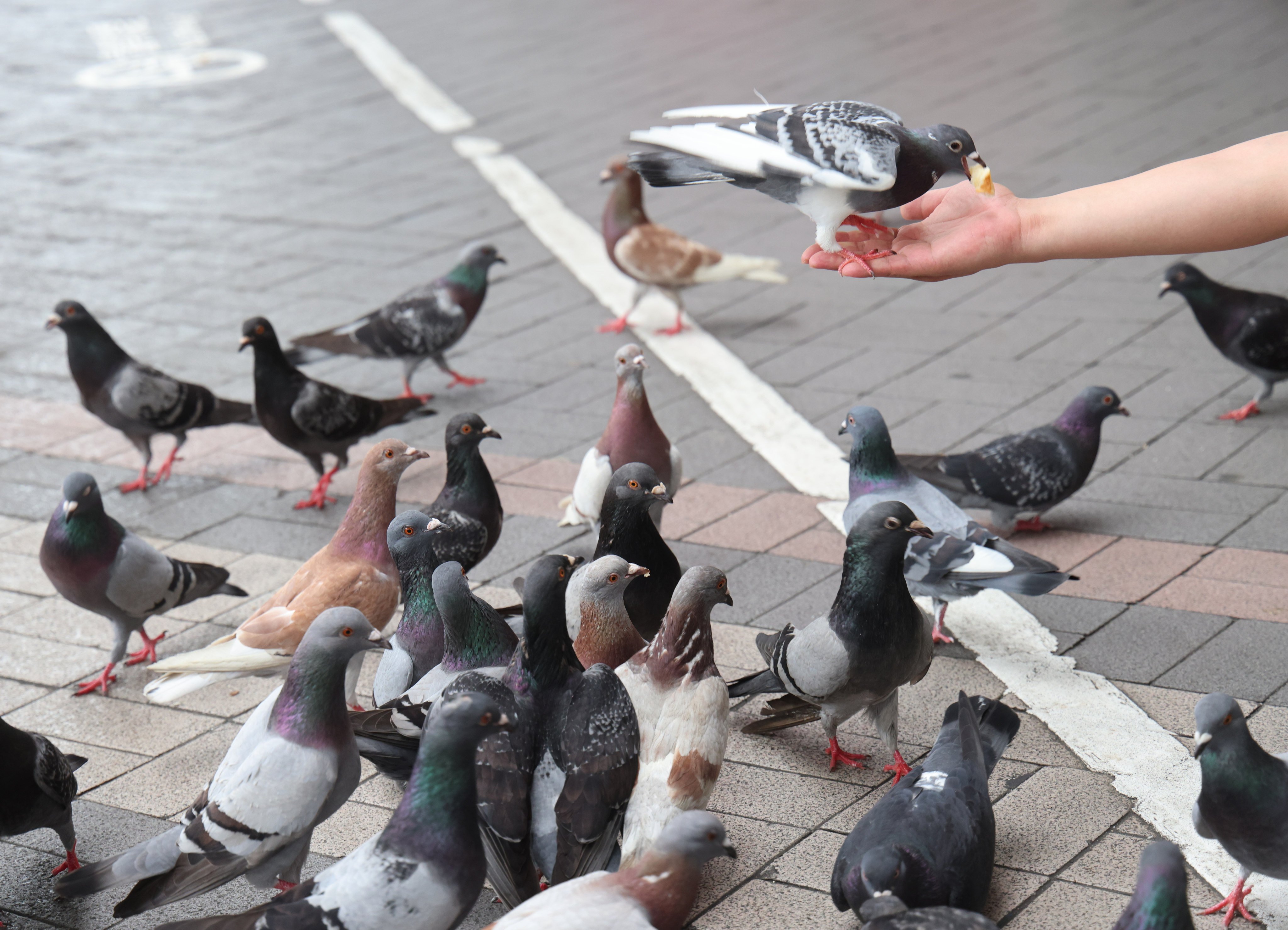 The government has said that feeding the feral birds threatens their survival because it alters their foraging habits. Photo: Jelly Tse