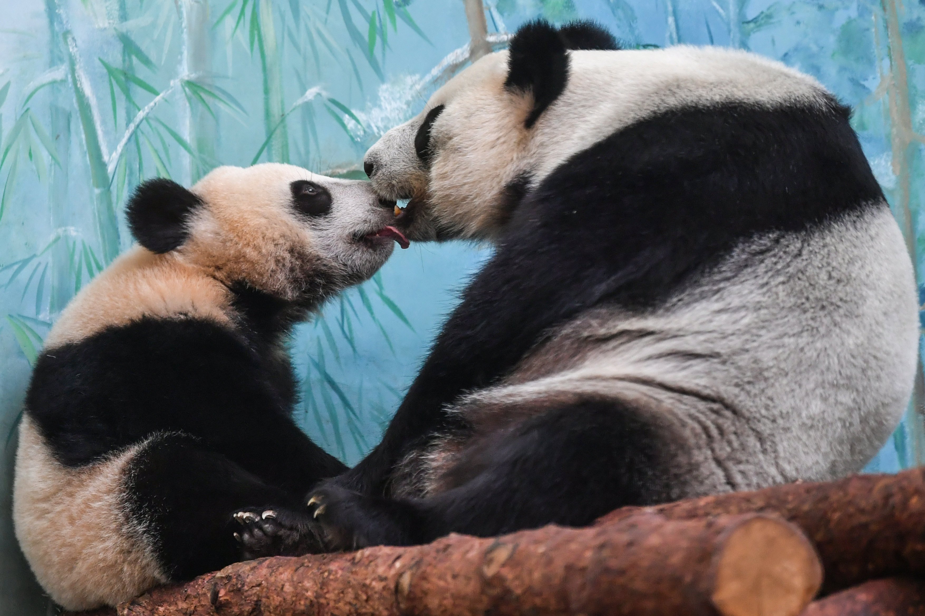 Giant panda cub Katyusha (left) and her mother Ding Ding at the Moscow Zoo in Russia in August. Pandas have long symbolised animal conservation efforts. Photo: Xinhua