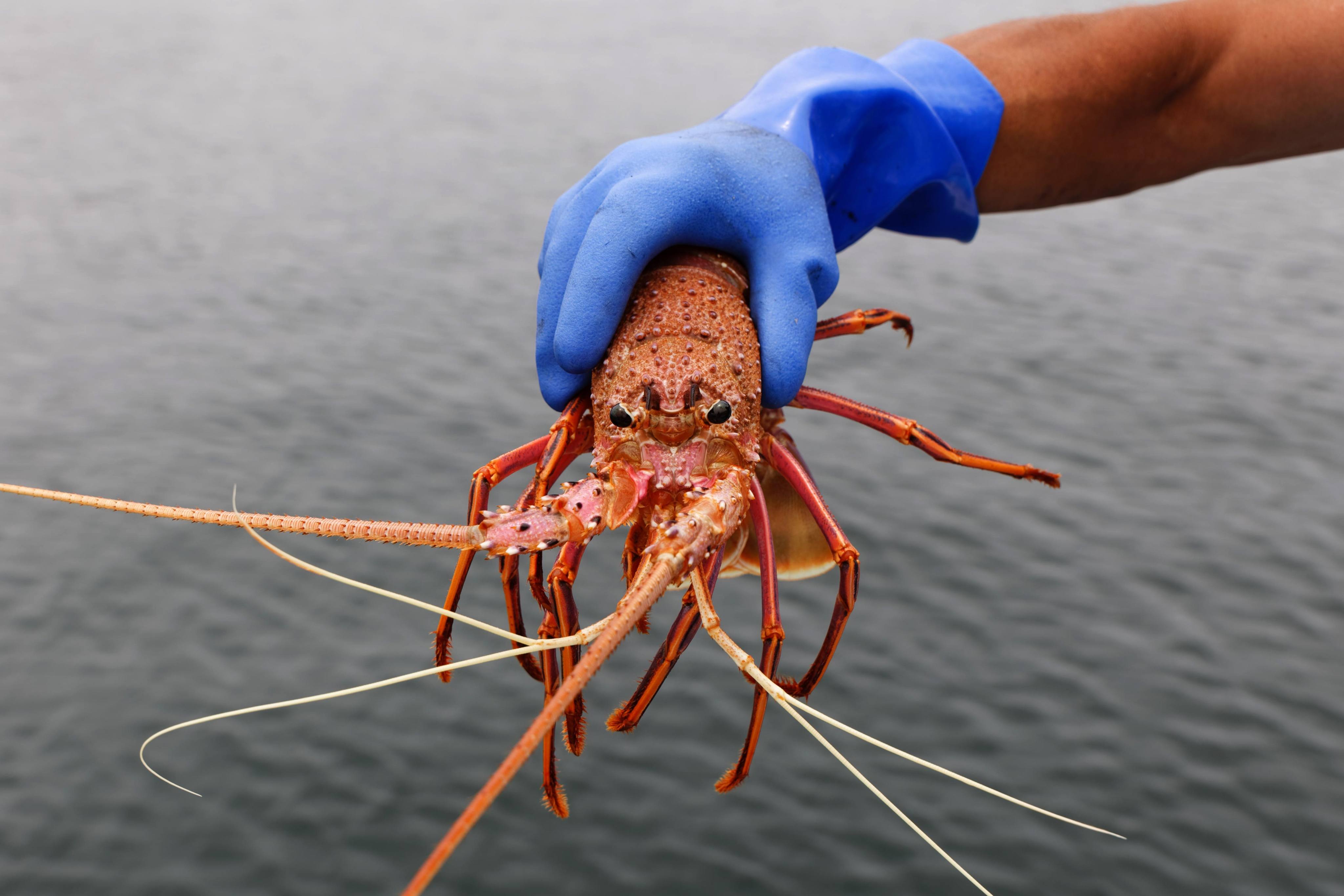 Hong Kong’s finance chief is looking to trawl for more than just lobster during his trade promotion trip to Australia. Photo: AFP 