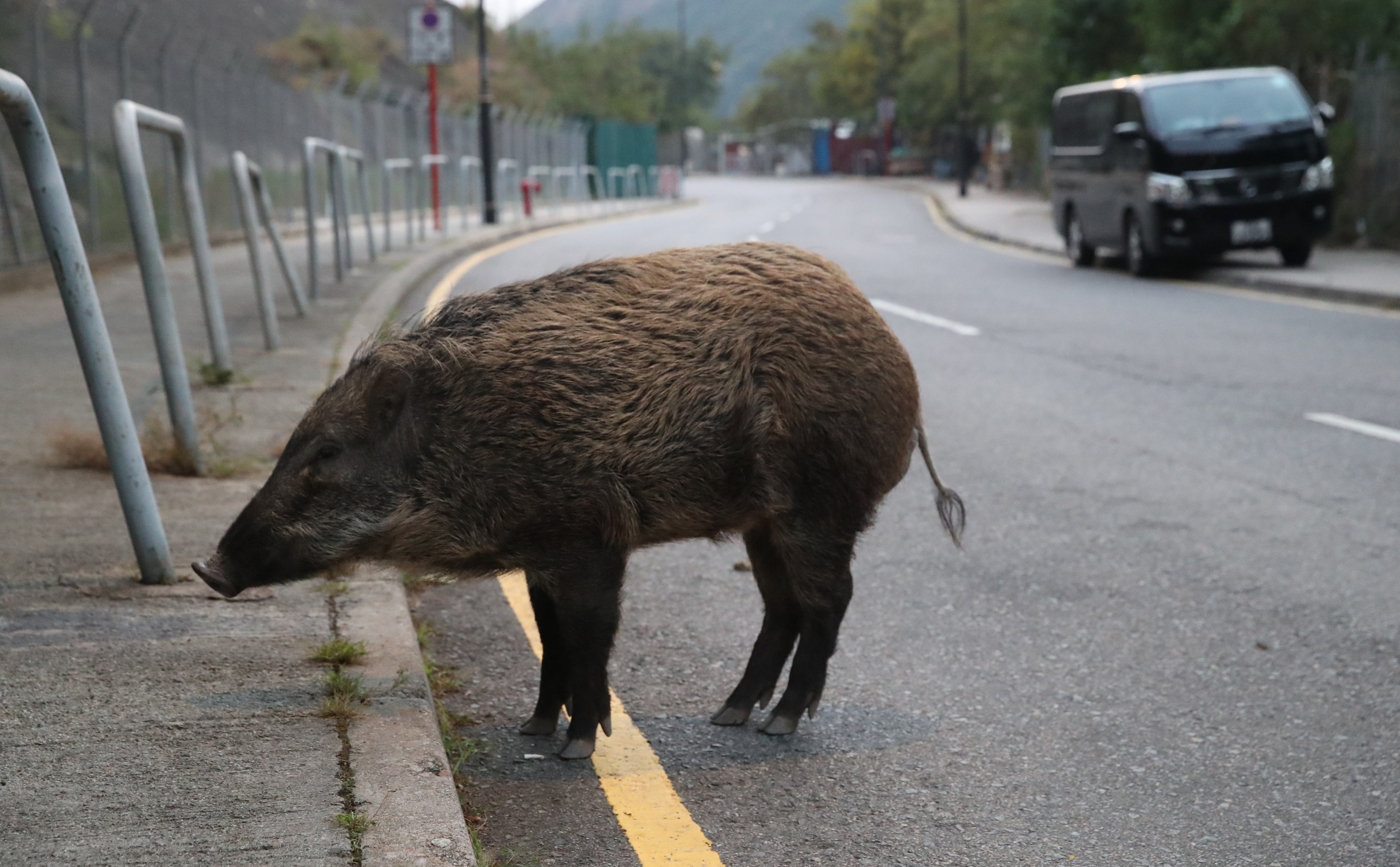 A taxi hit and killed wild boar on Saturday last week on a road in Aberdeen. Photo: Edmond So