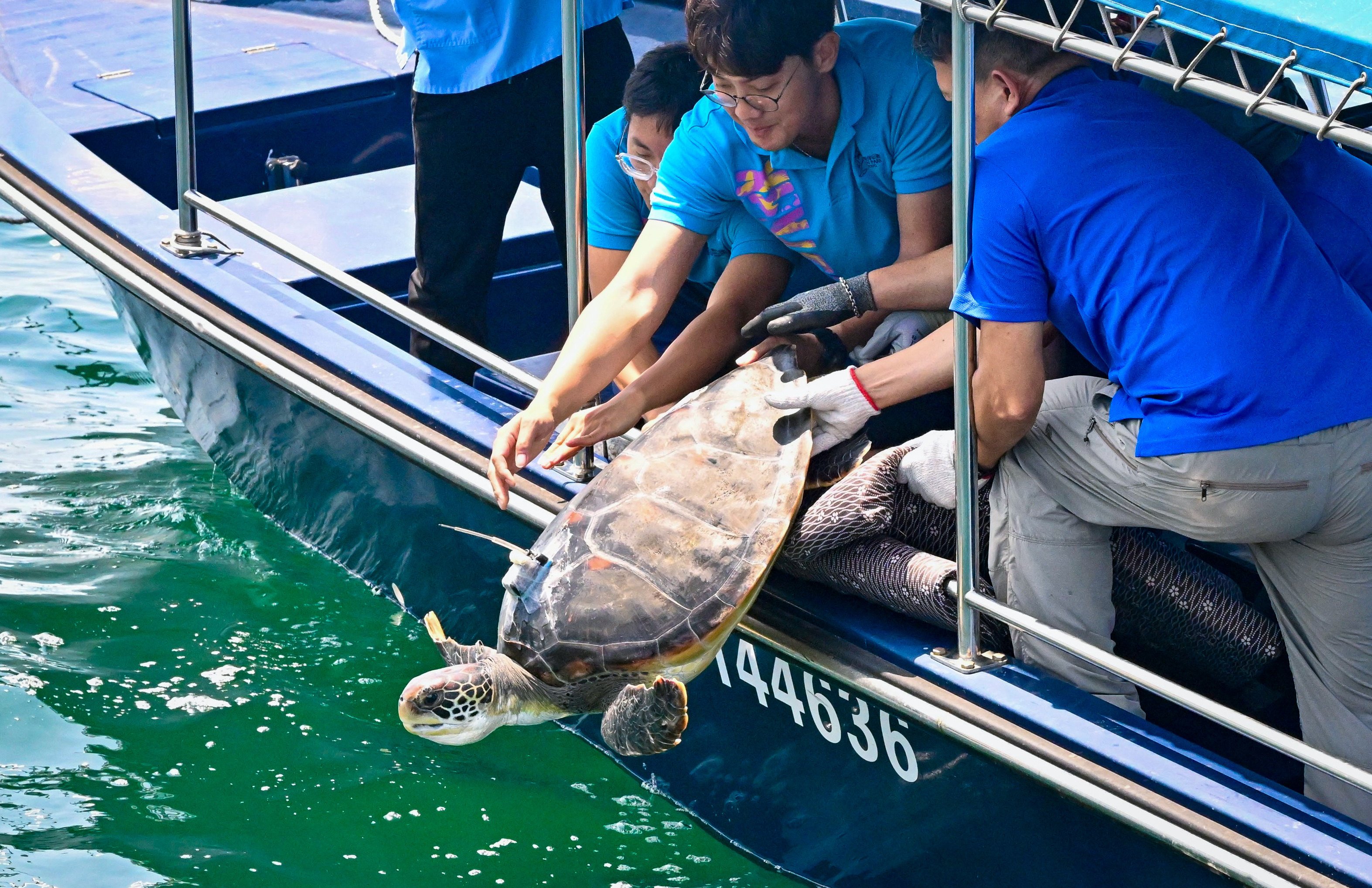 Conservation officers release the green turtle into Hong Kong’s southern waters. Photo: Handout  