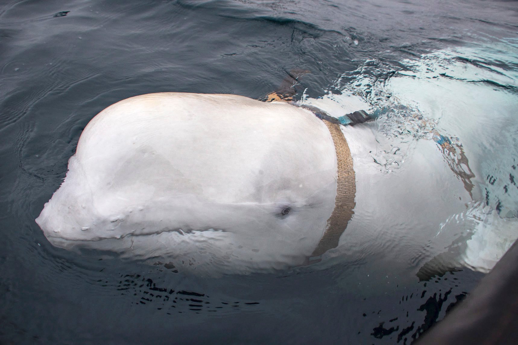 On Sunday, an NGO that tracks his movements said
the whale, nicknamed “Hvaldimir” had been found dead. Photo: Norwegian Directorate of Fisheries via AFP
