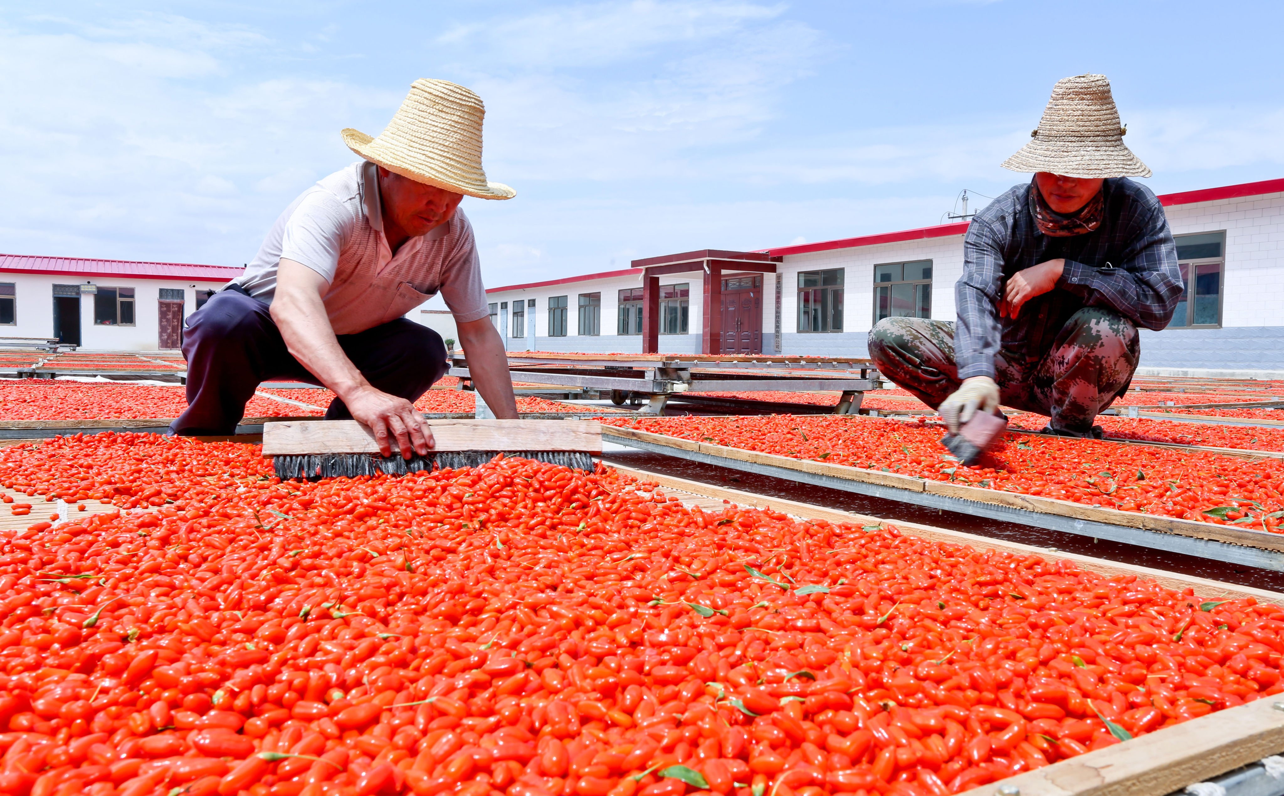 Goji berries are used in food, alcoholic drinks and health foods. Photo: Getty Images