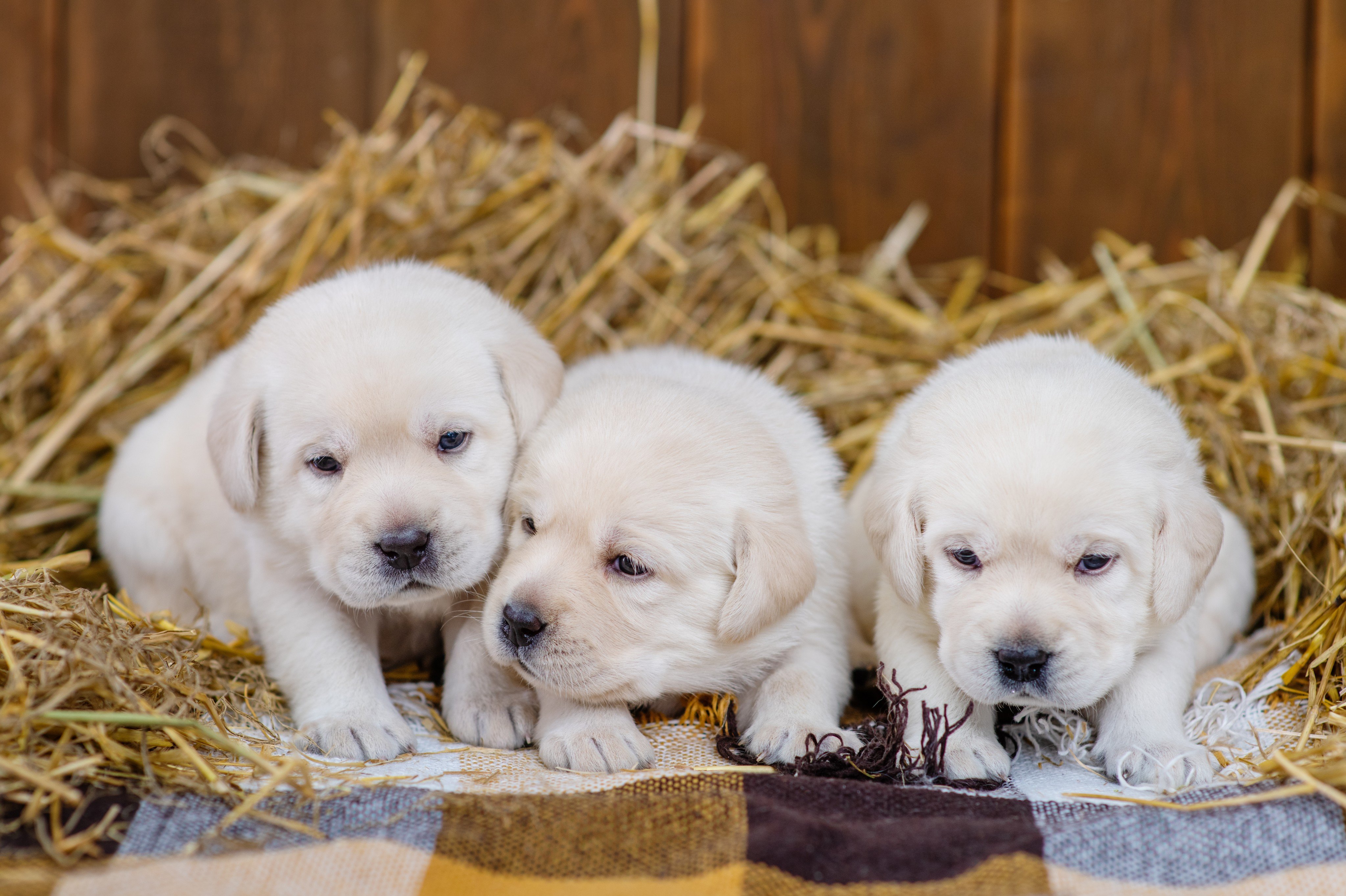 Elon Musk, owner of X, suggested that users “share nice posts of cute puppies” to counteract toxic feeds. Photo: Shutterstock