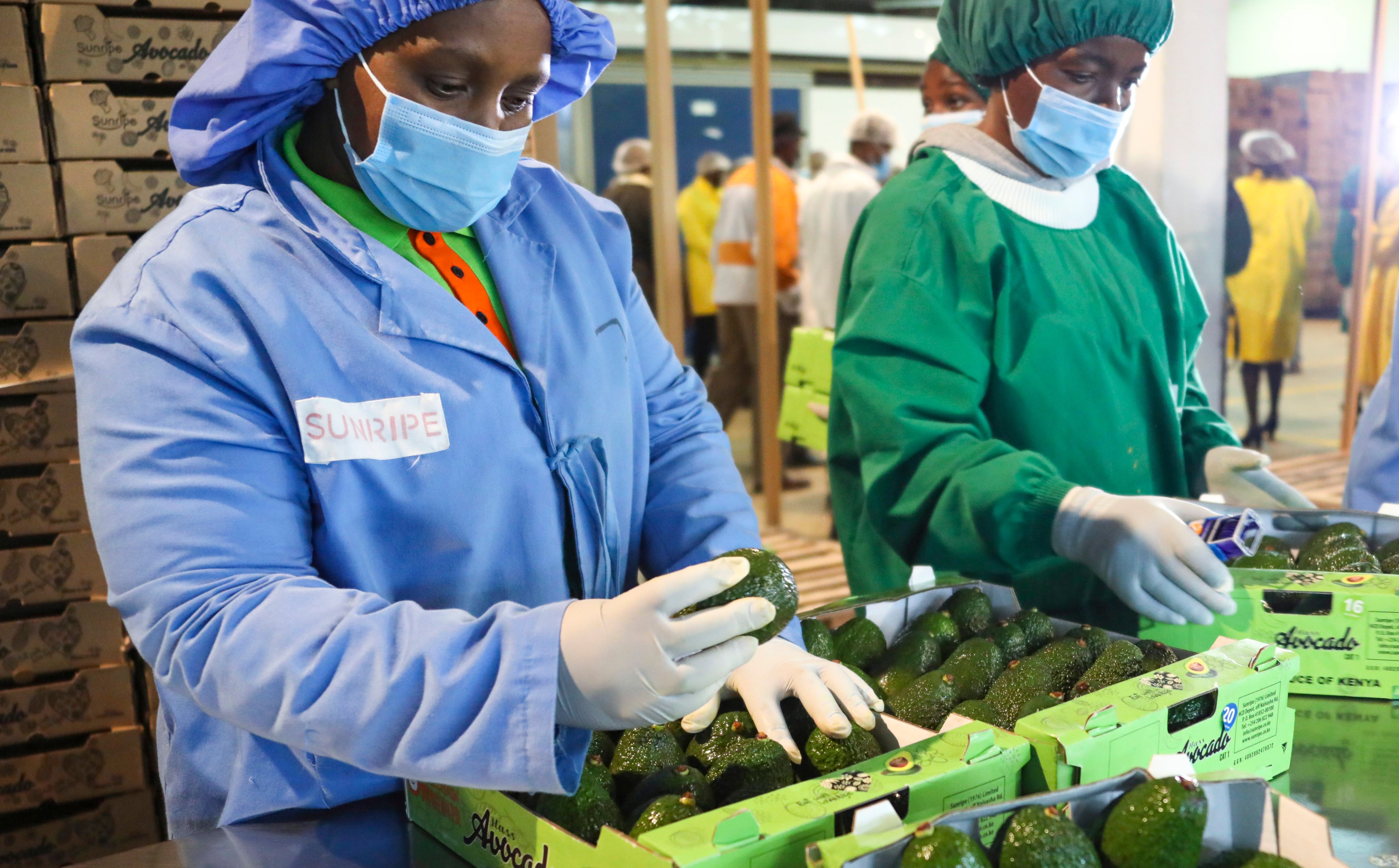 Employees pack fresh avocados into boxes at a factory in Limuru, Kenya, on August 2, 2022. Photo: Xinhua