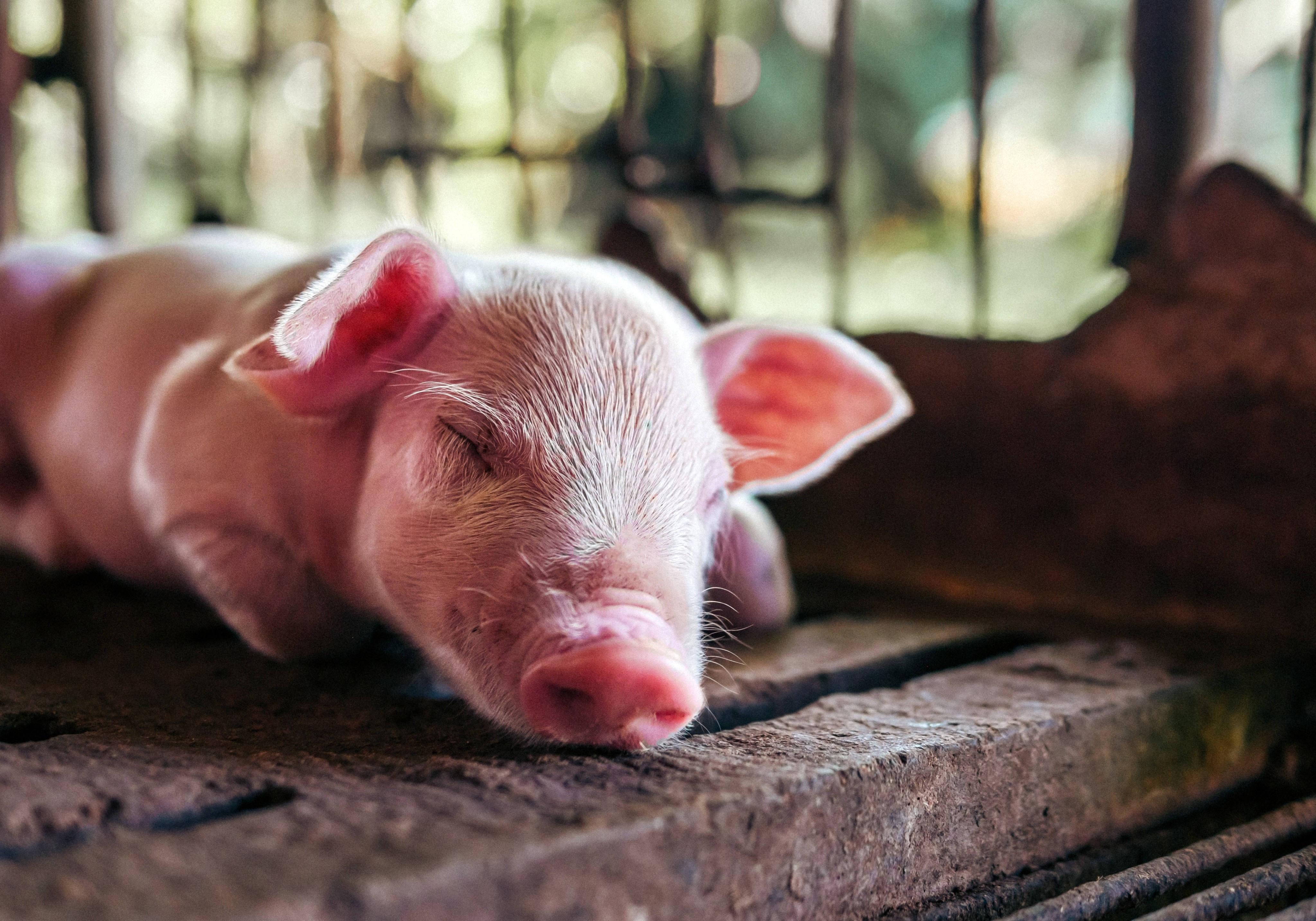 Pigs are considered lucky in both Chinese and Korean cultures. Photo: Shutterstock