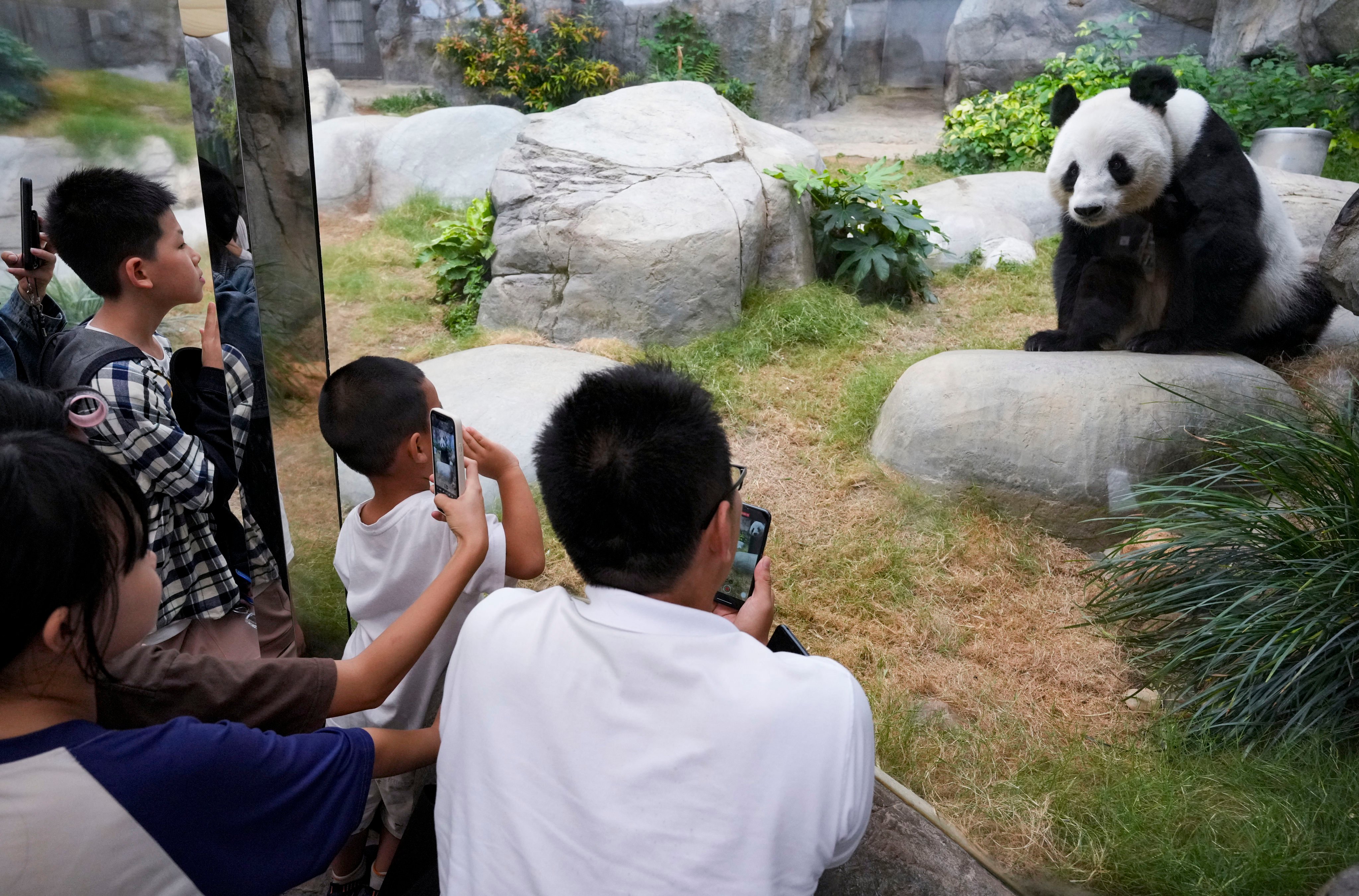 The new arrivals will join bears such as Le Le (pictured), bringing the population in the city to six. Photo: May Tse