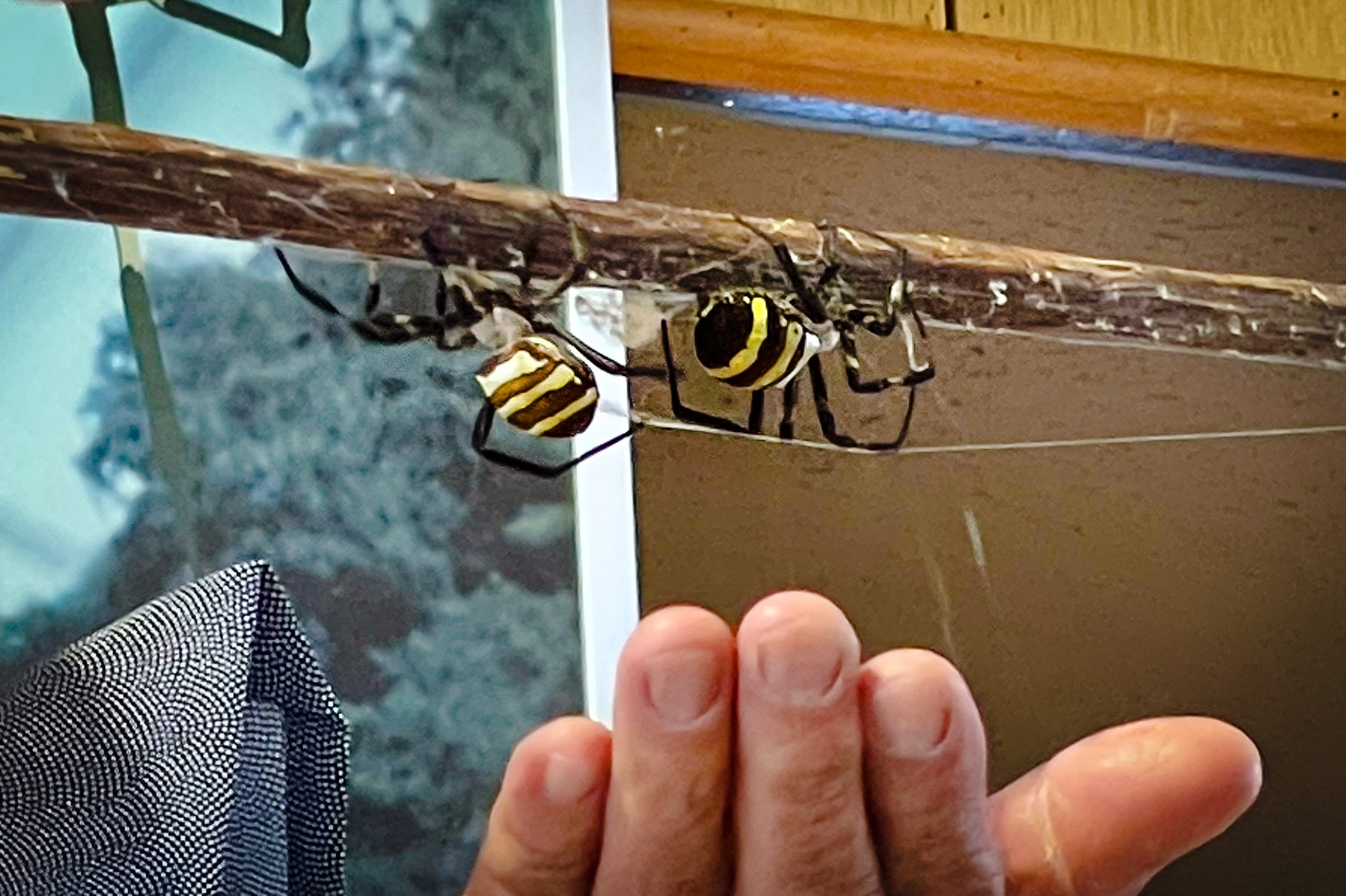 These spiders are affectionately named “samurai spiders”. Photo: Kathryn Wortley