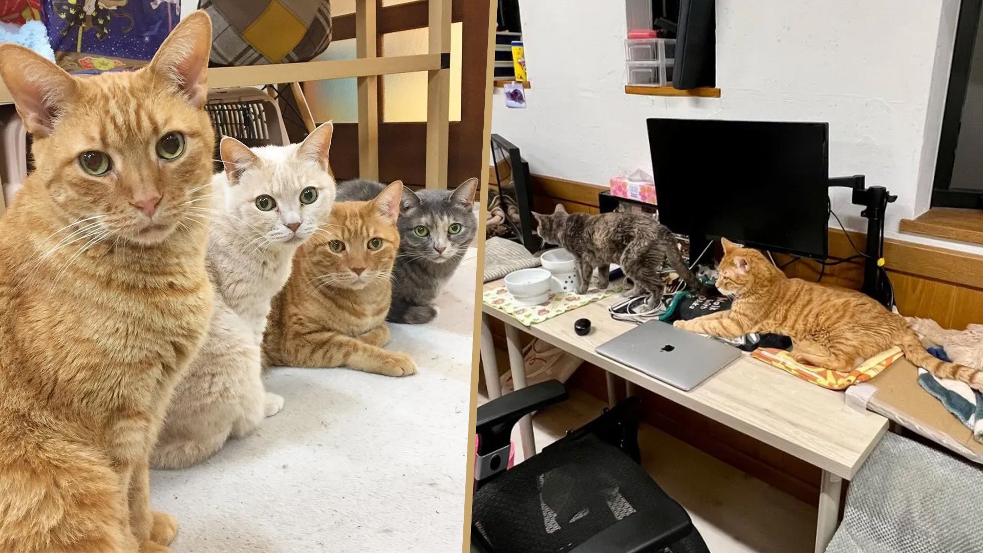 The company boss, who is a cat lover, says his furry “staff” have surprisingly become an effective tool for attracting new employees. Photo: SCMP composite/QQ.com
