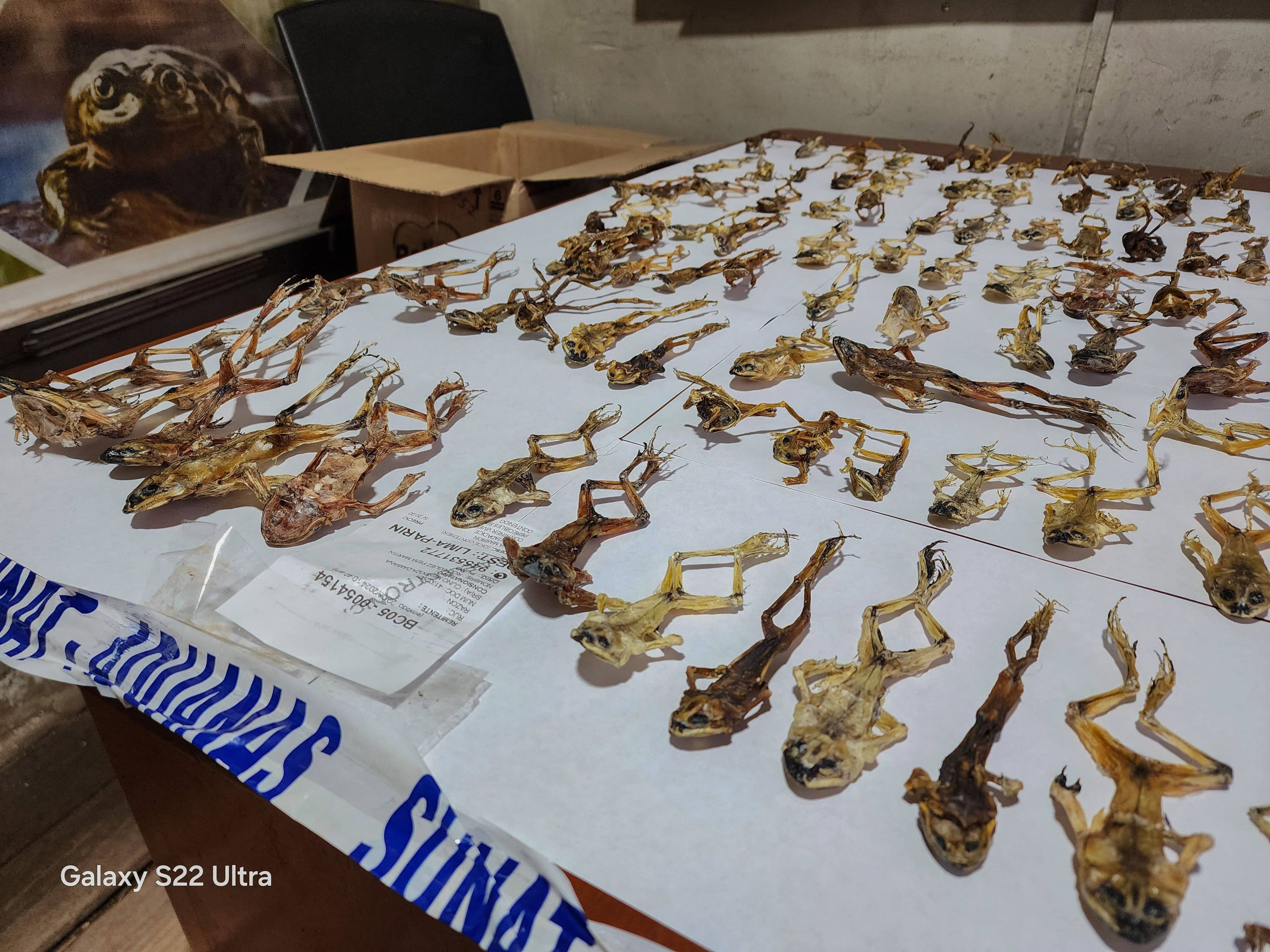 A cargo of 390 dissected Lake Titicaca frogs was seized in the Puno region, Peru. Photo: SERFOR/AFP
