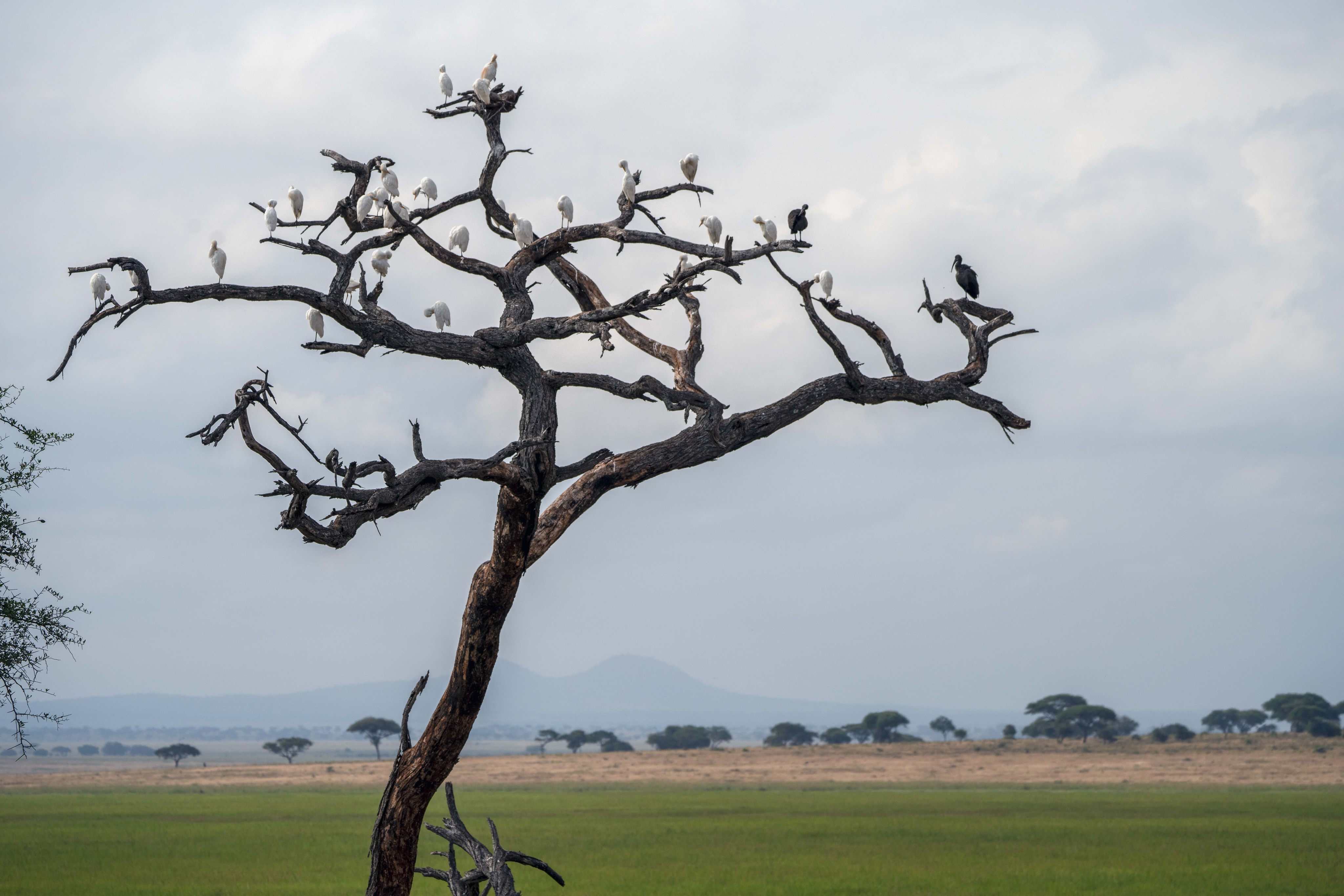 Birds perch on the branches of a dead tree in Tanzania’s Tarangire National Park. Photo: AP 