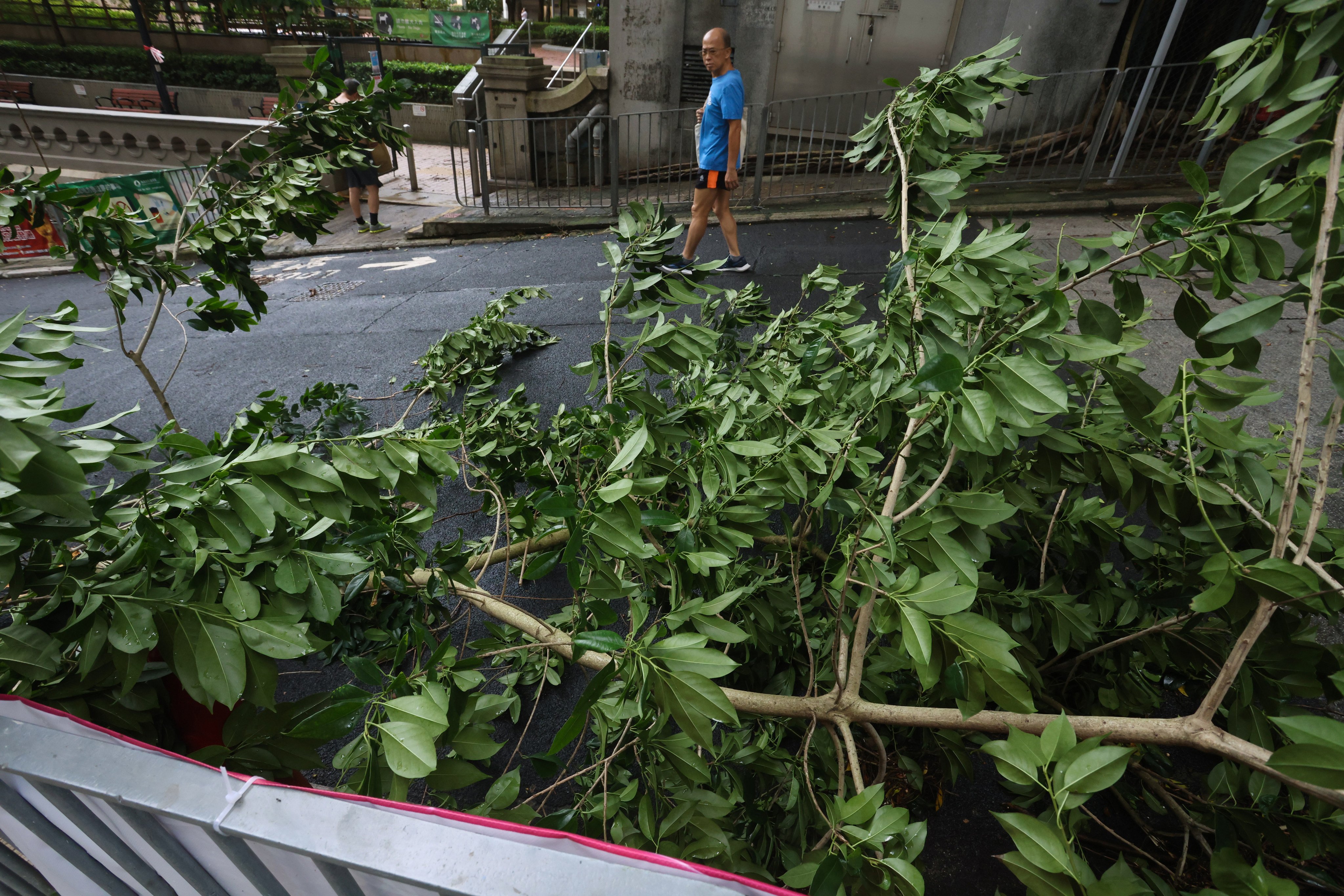 Authorities have received 119 reports of fallen trees, with one landslide and one case of flooding also recorded. Photo: Jonathan Wong