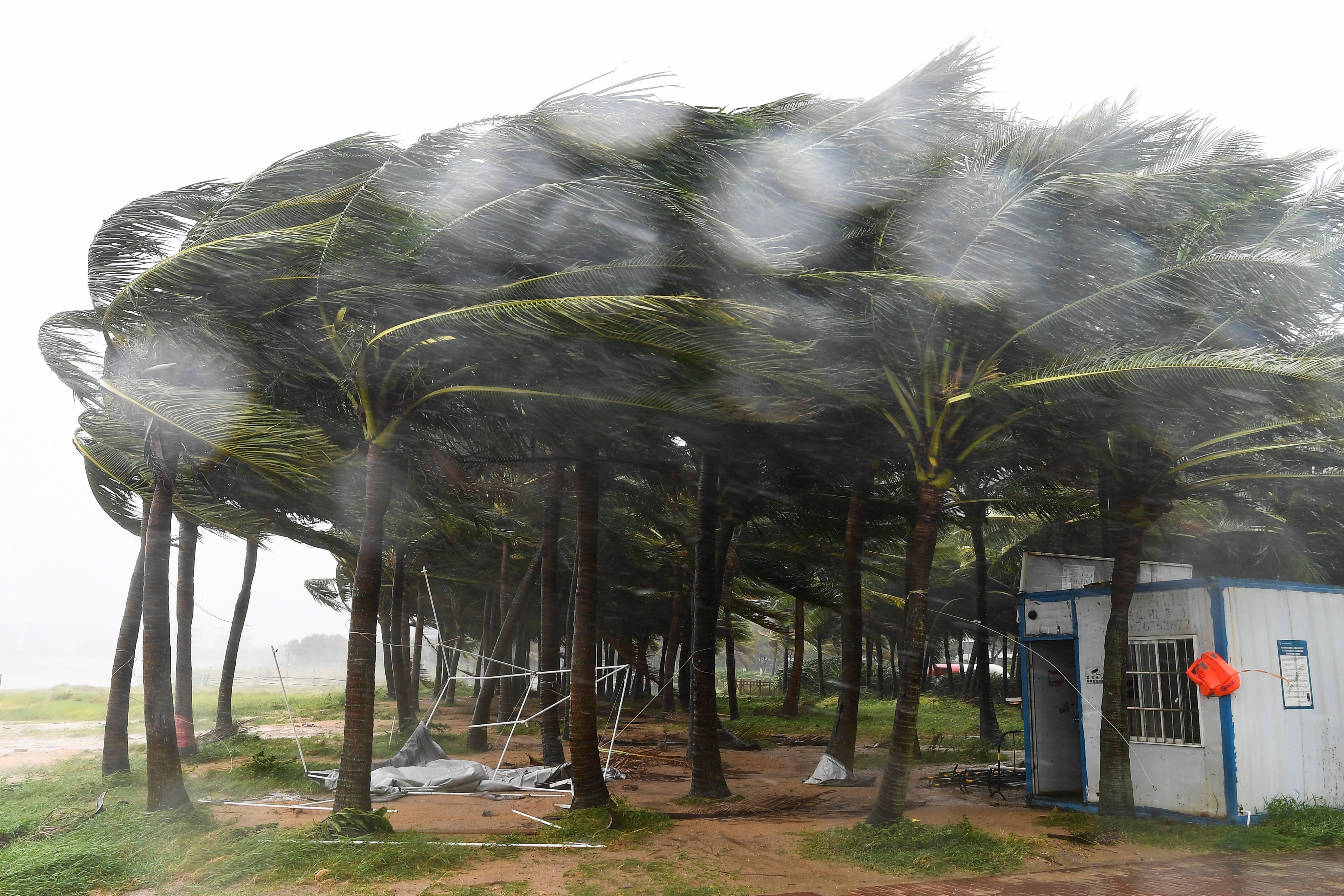 Strong wings from Super Typhoon Yagi batter coconut trees in Haikou, capital of south China’s island province of Hainan,  on Friday. Photo: Xinhua via AP