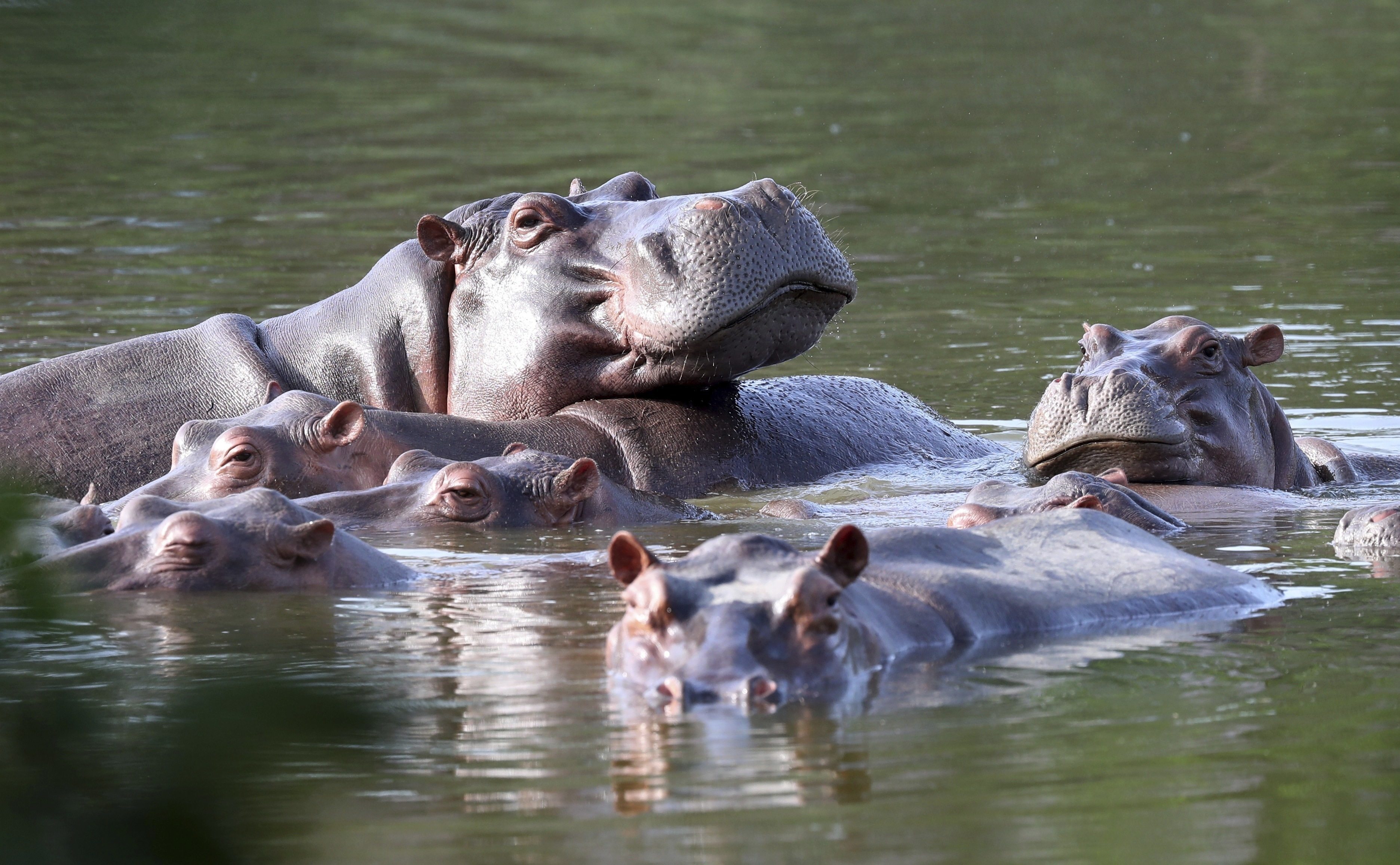 Hippos float in the lake at Colombia’s Hacienda Napoles Park, once the private estate of drug kingpin Pablo Escobar. Photo: AP