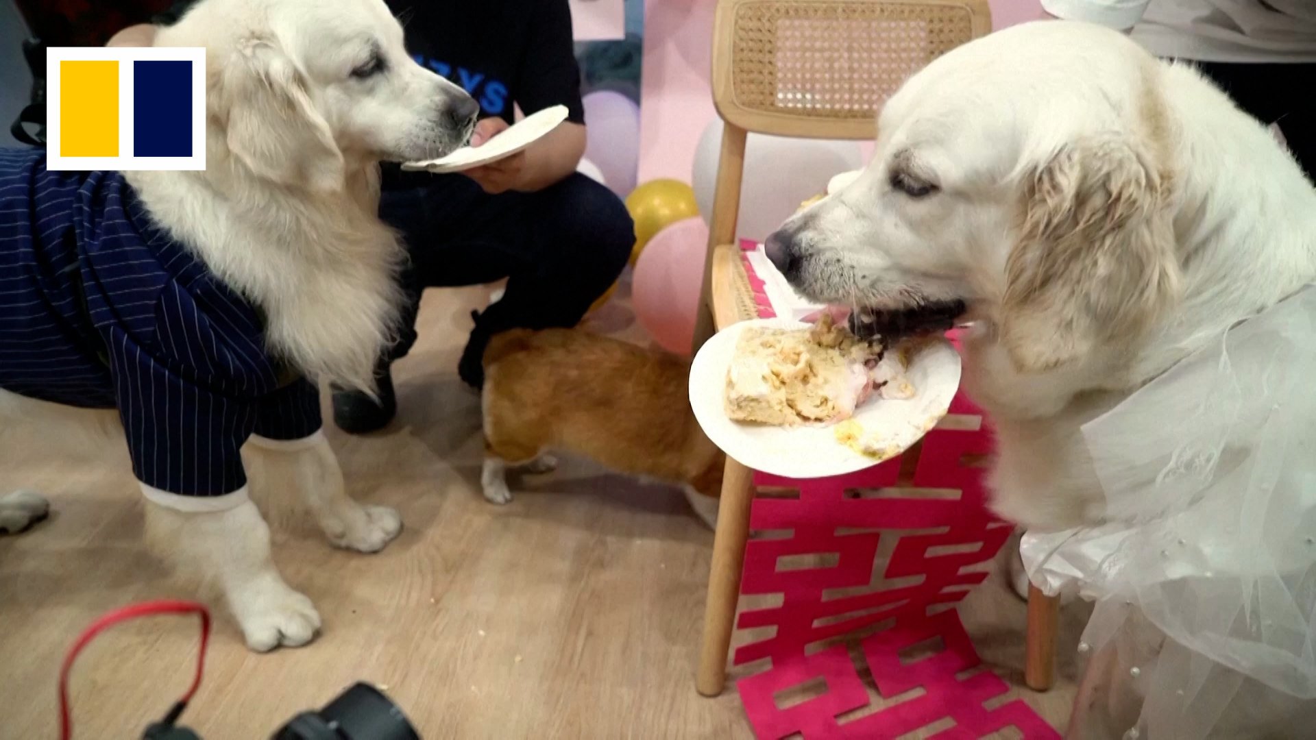 Pet weddings are on the rise in China. Photo: Reuters