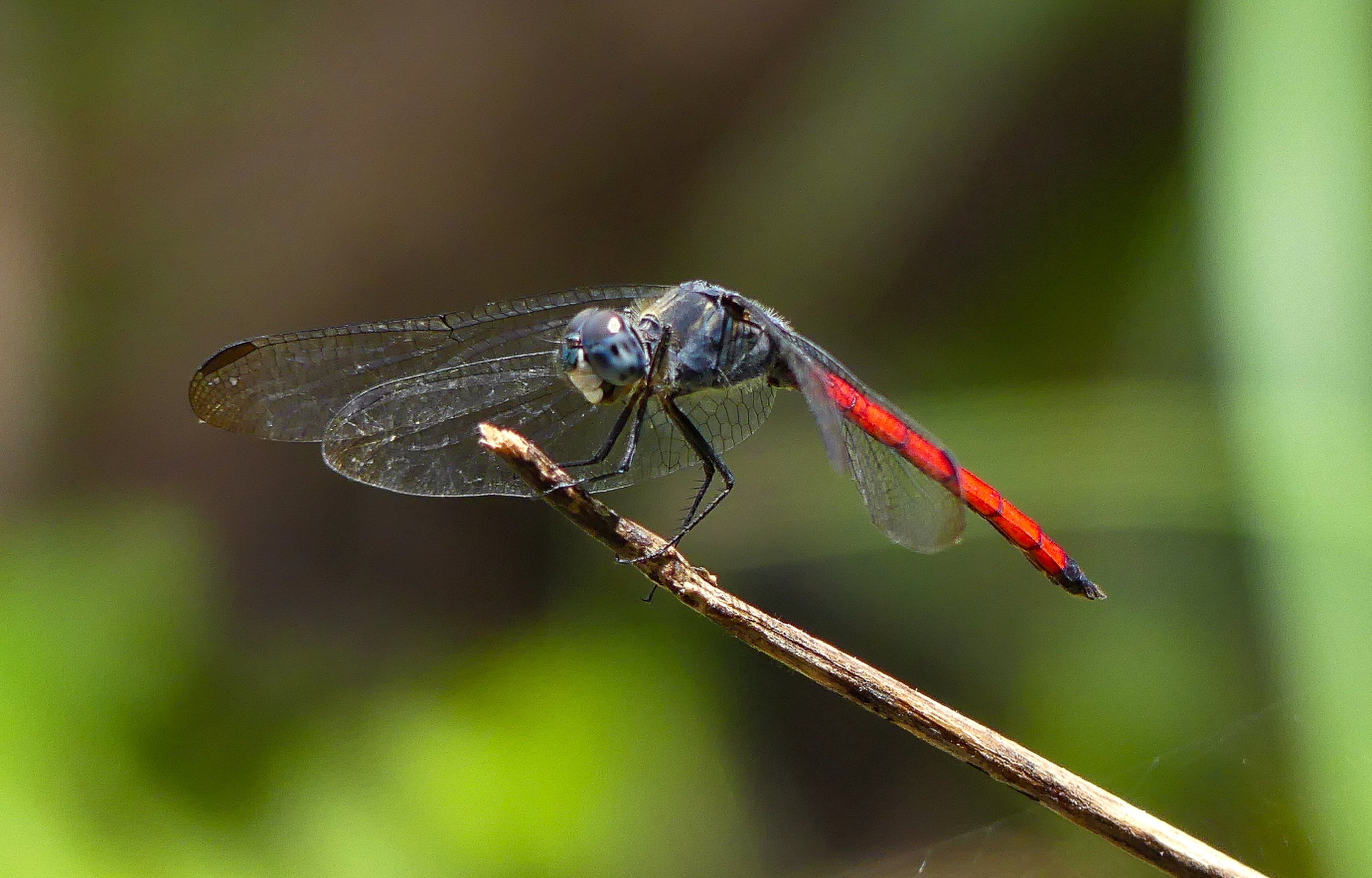 Green Power was behind the first recorded sighting of Lathrecista asiatica in Hong Kong. Photo: Handout