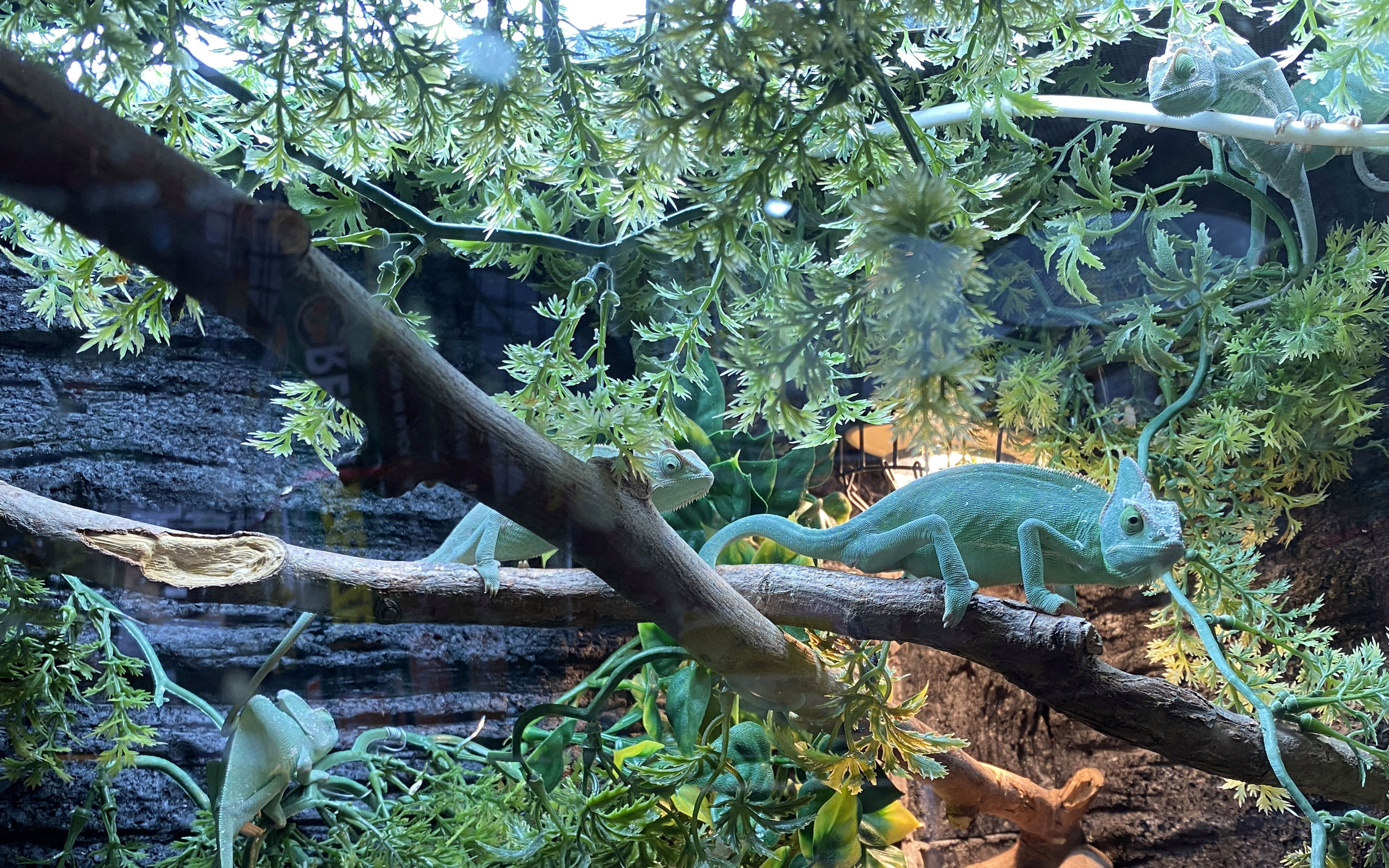 Lizards inside a display at an exotic pet shop in Mong Kok. The trade in reptiles and other exotic pets remains robust in Hong Kong despite its potential to damage local biodiversity and threaten native species. Photo: Jelly Tse