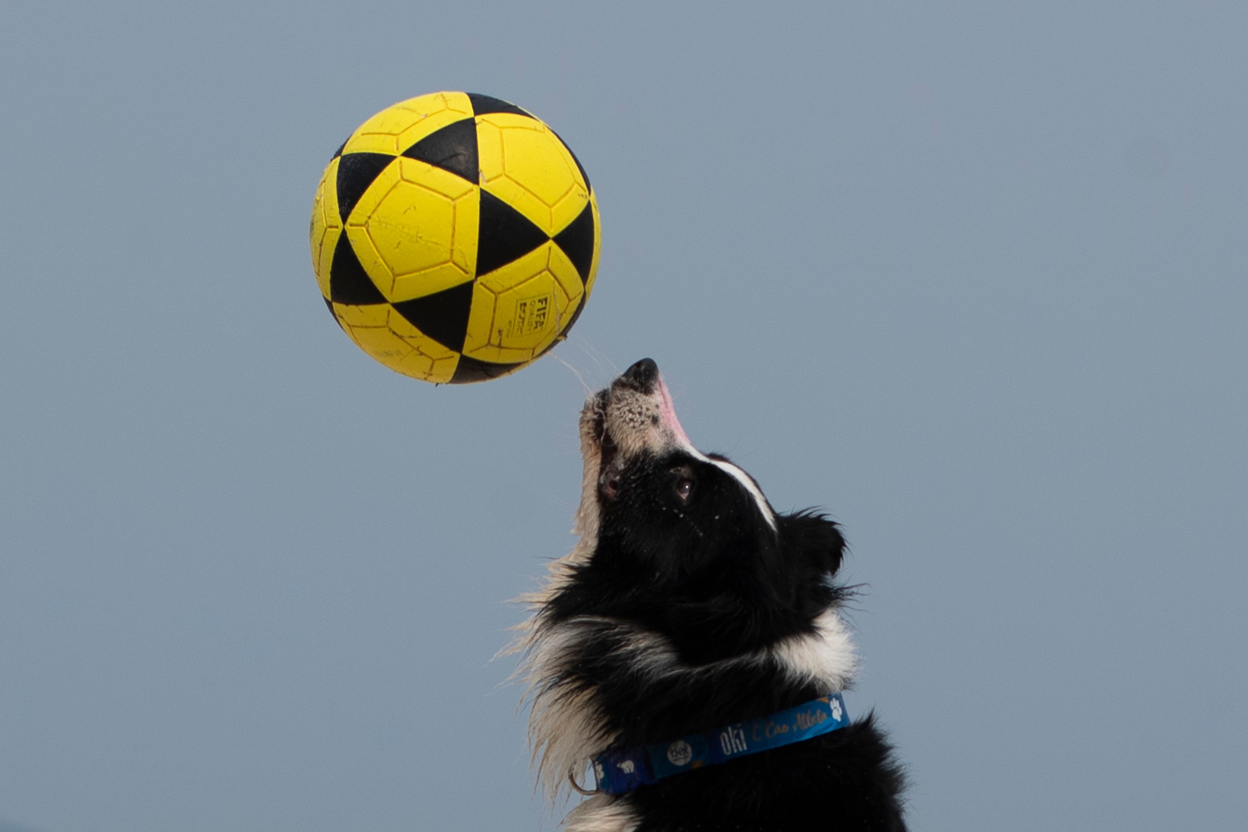 Brazilian Border Collie Floki plays footvolley. Photo: AP