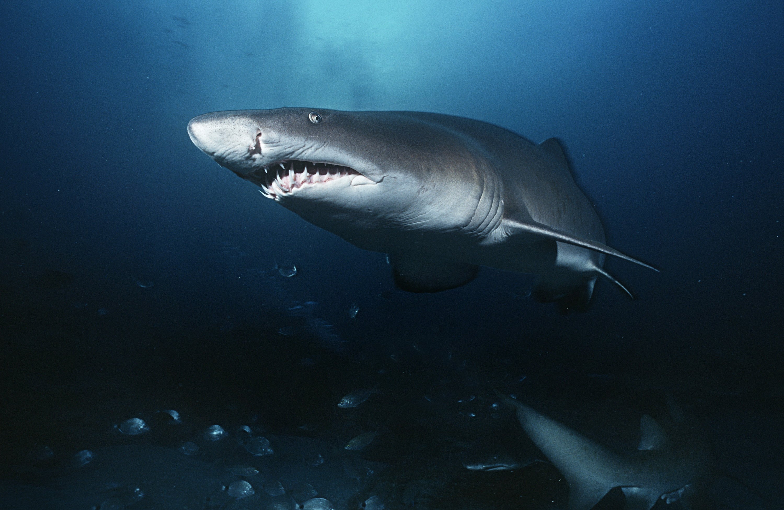 Some people have a queasy feeling when swimming – and others will not even go into the sea. Is Jaws to blame for our fear of sharks like this sand tiger shark? Photo: TNS