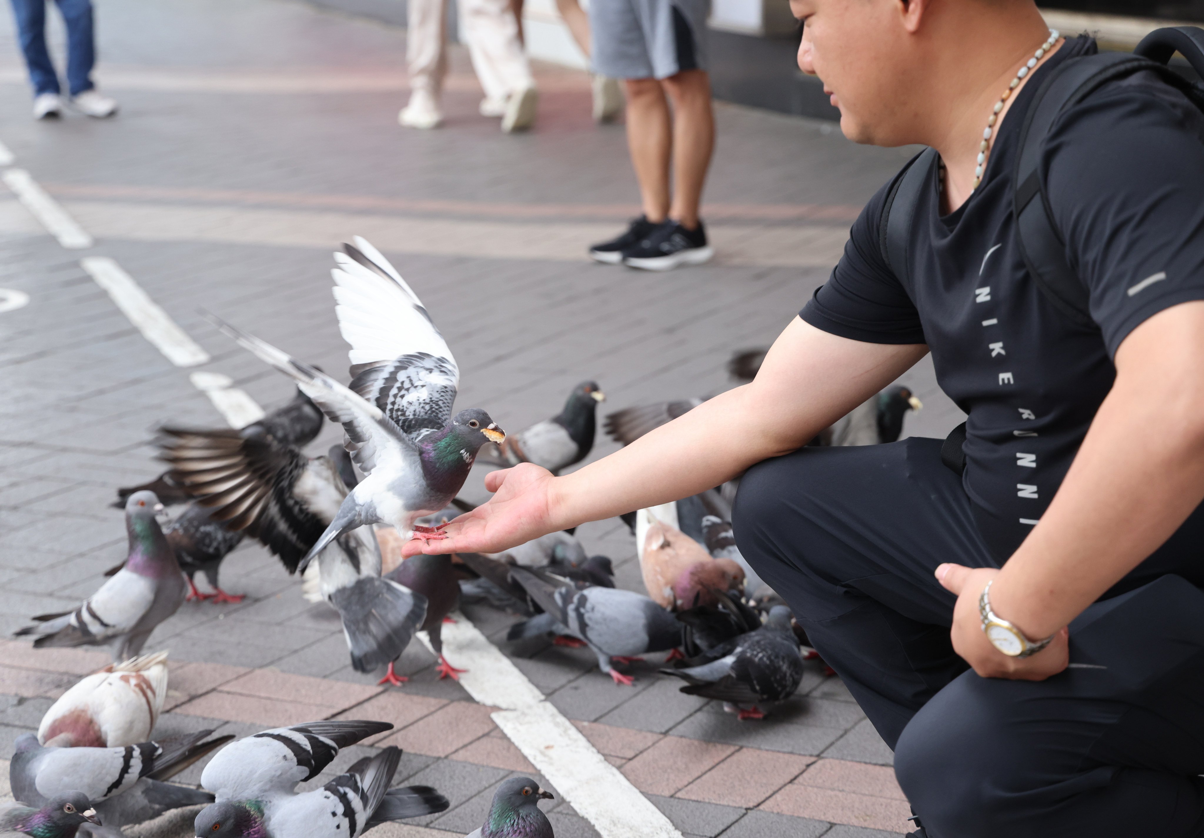 A new Hong Kong law imposes tougher penalties for giving food to wild animals, including feral pigeons. Photo: Jelly Tse