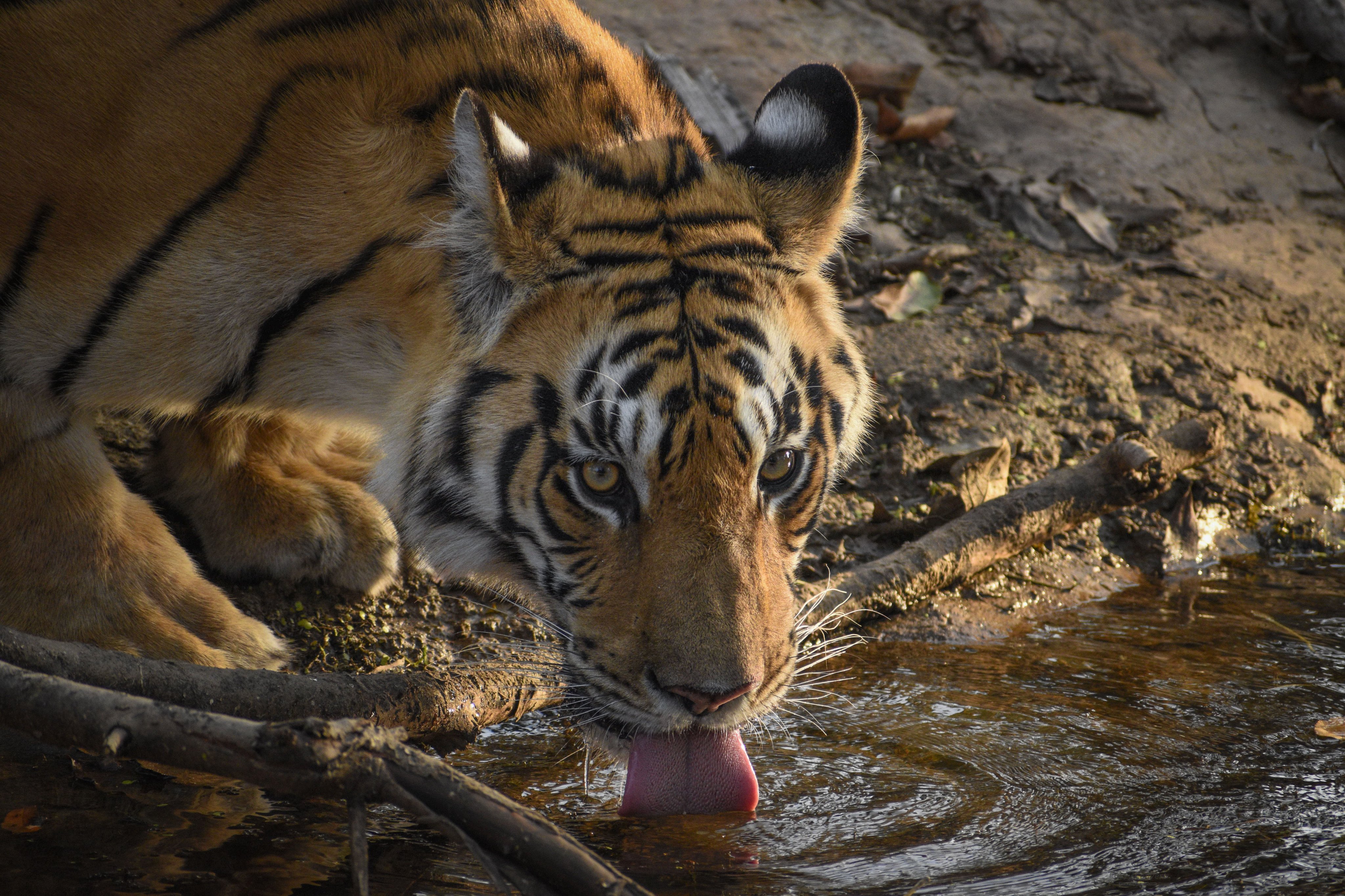 A tiger drinks from a lake at Pench National Park, near Jamtara Wilderness Camp in the Indian state of Madhya Pradesh. Photo: Jamtara Wilderness Camp