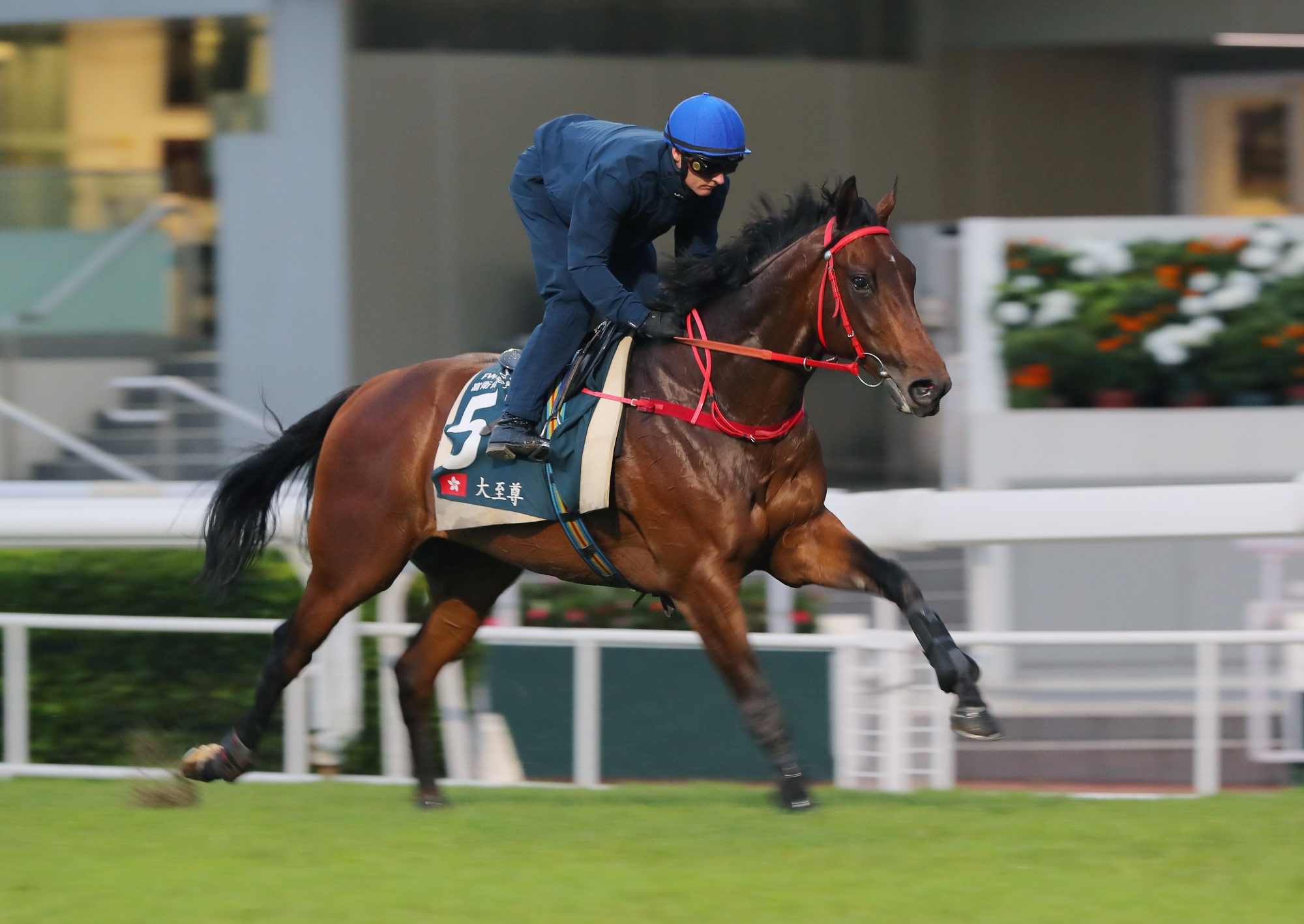 Massive Sovereign will begin his season over 1,800m in the Group Three Sa Sa Ladies’ Purse on November 3. Massive Sovereign will begin his season over 1,800m in the Group Three Sa Sa Ladies’ Purse on November 3.