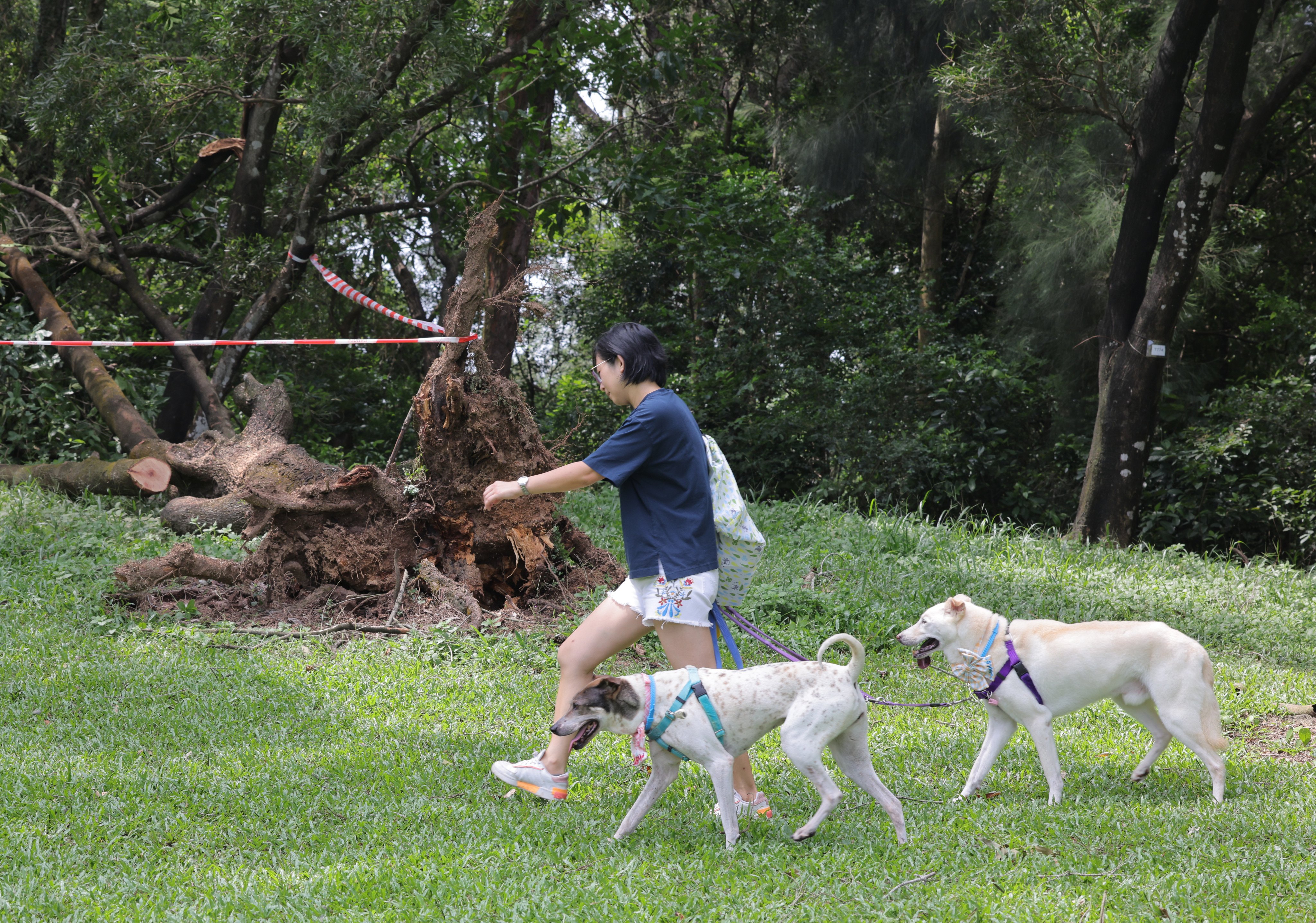 A woman walks her dogs past a fallen tree after super typhoon Saola hit, in a park that was formerly part of the Fanling Golf Course, on September 4, 2023. Photo: Jelly Tse