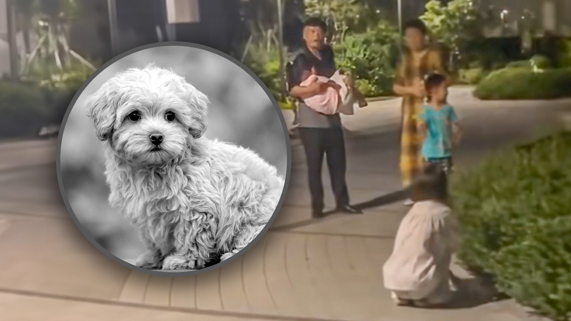 A Chinese man kills an off-leash dog by throwing it to the ground after it chased and frightened his granddaughter. Photo: SCMP composite/Shutterstock/Douyin