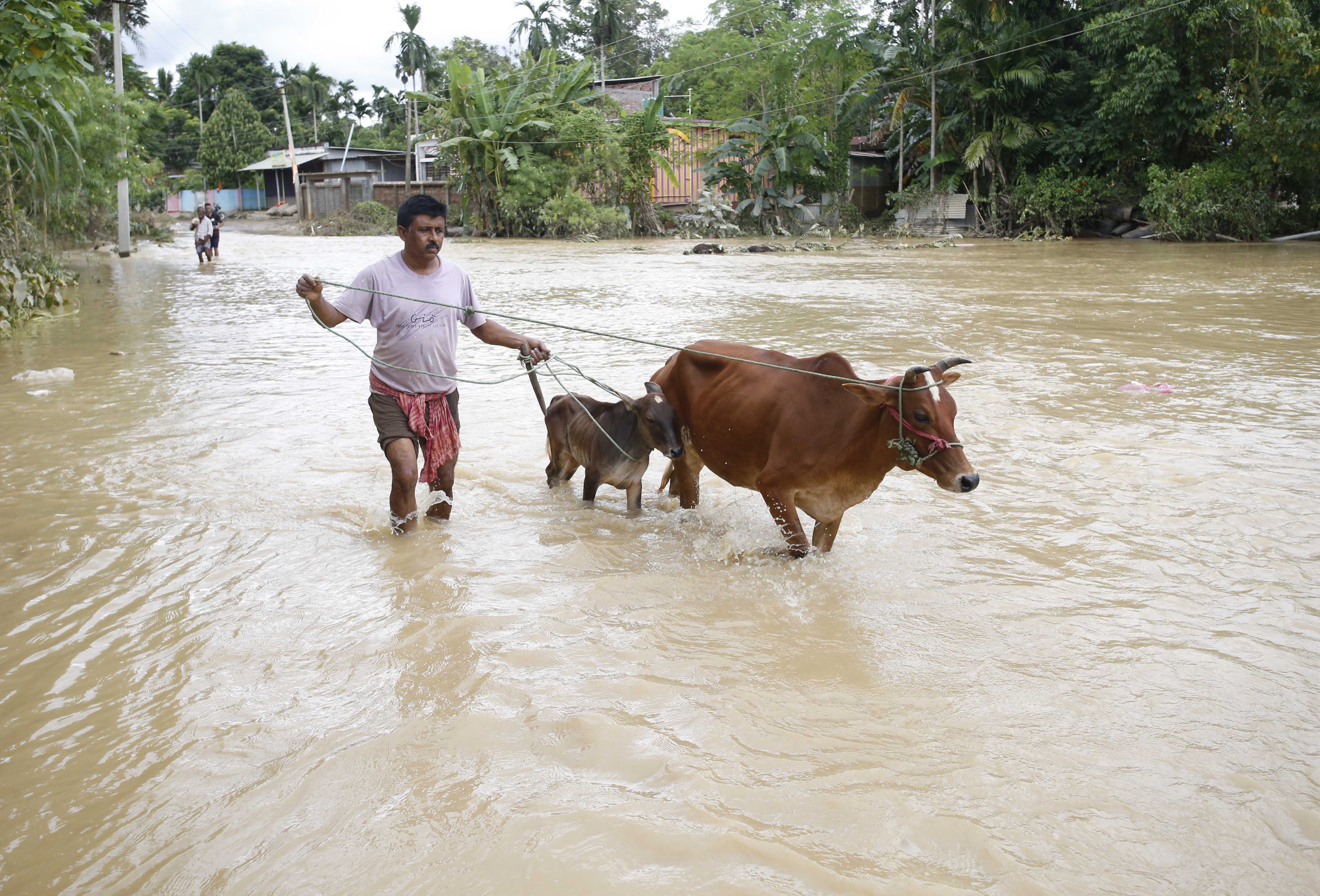 A man leads his cows through floodwater in northeastern India’s Tripura state in August. Photo: EPA-EFE