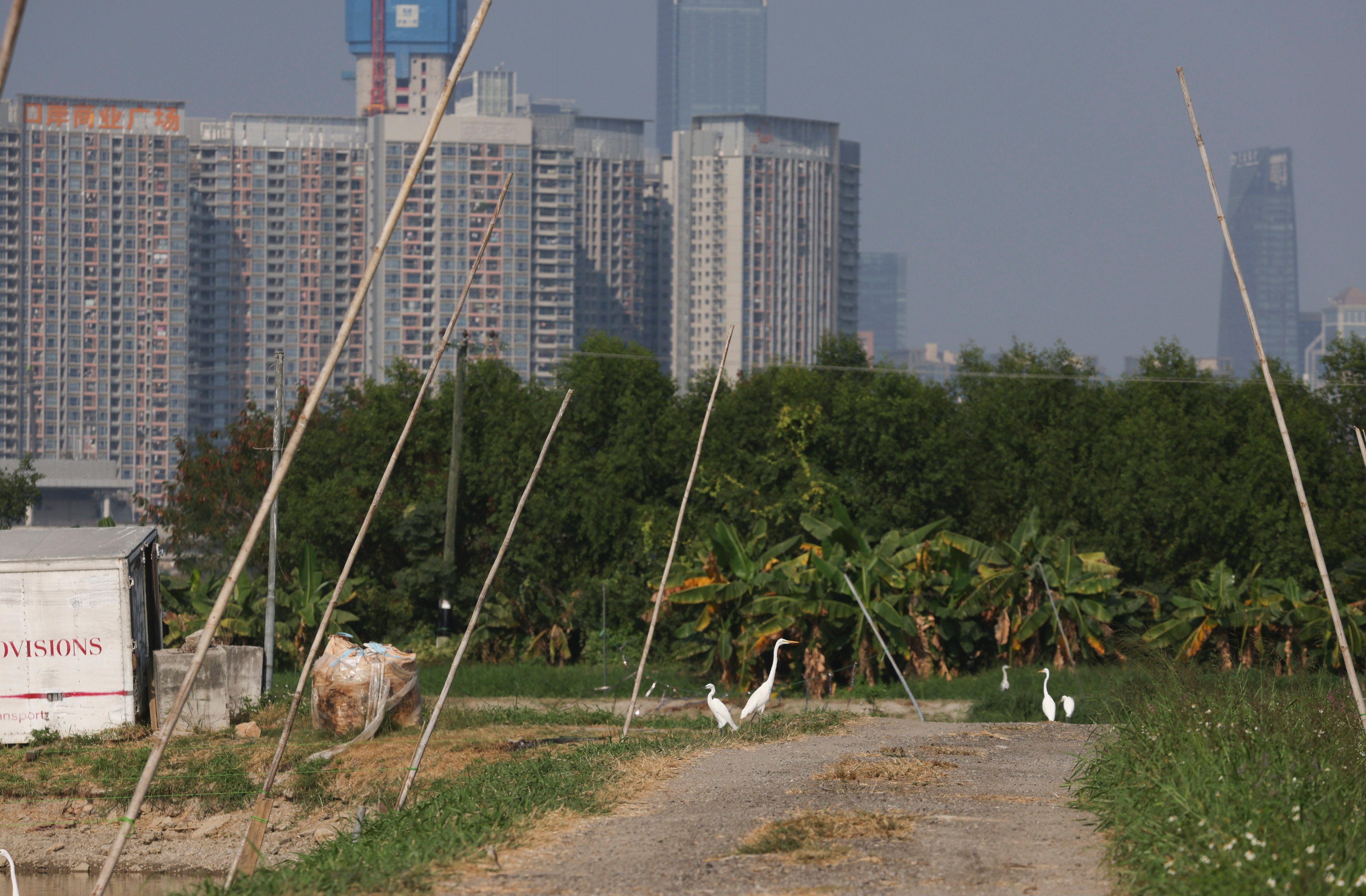 Great and little egrets at San Tin, Yuen Long, in December 2023. The area is slated for development into a technology hub. Photo: Yik Yeung-man