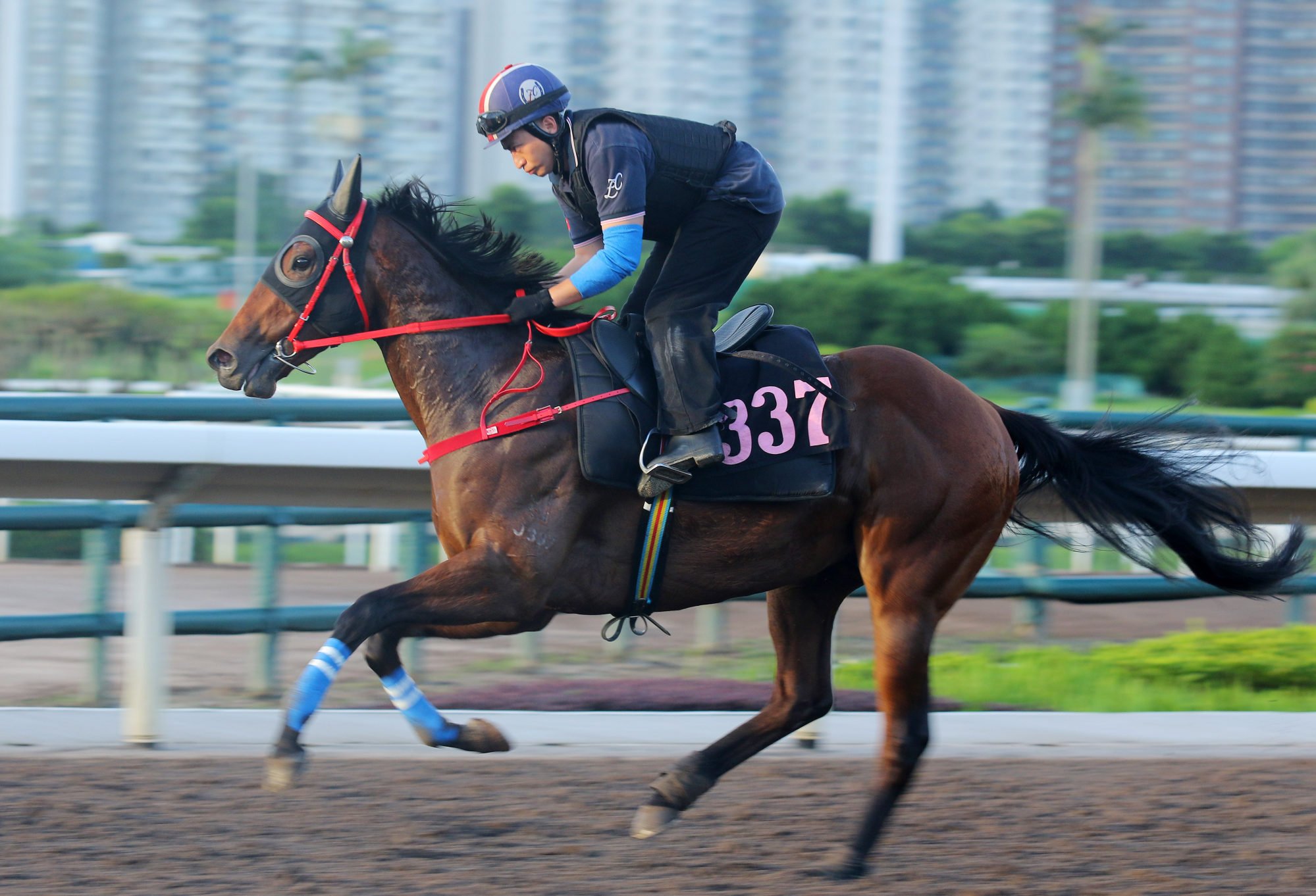 Lucky Impact gallops on the Sha Tin dirt in June.